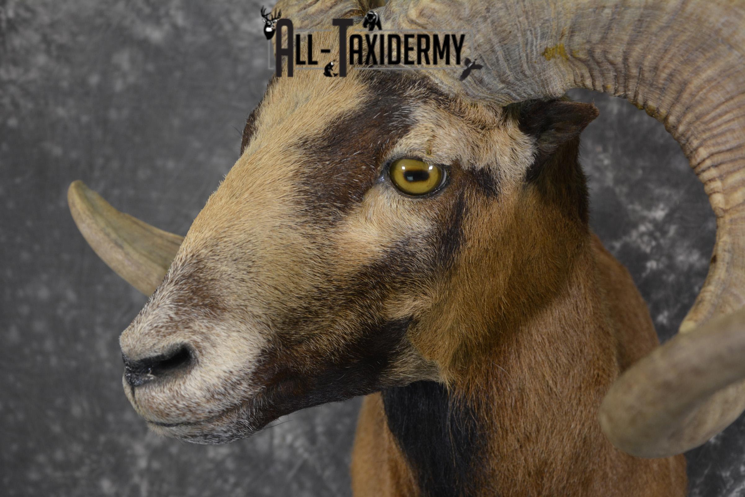 Corsian Sheep taxidermy mount for sale SKU 1950 - Image 3