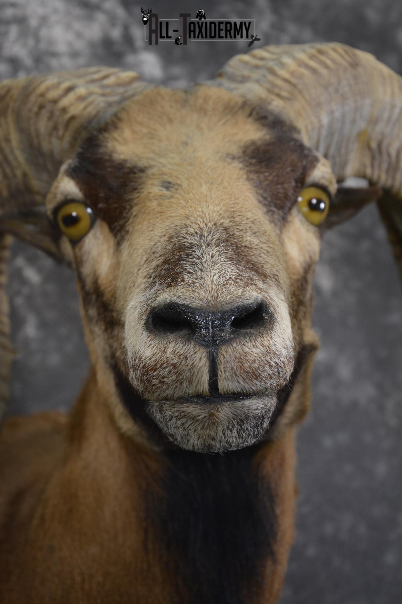 Corsian Sheep taxidermy mount for sale SKU 1950 - Image 2