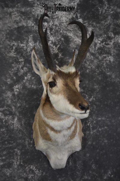 Pronghorn Antelope taxidermy shoulder mount for sale SKU 1989