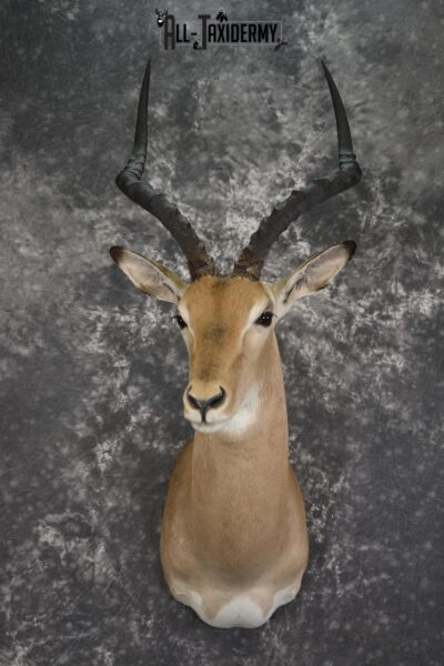 African Impala taxidermy shoulder mount for sale SKU 1977