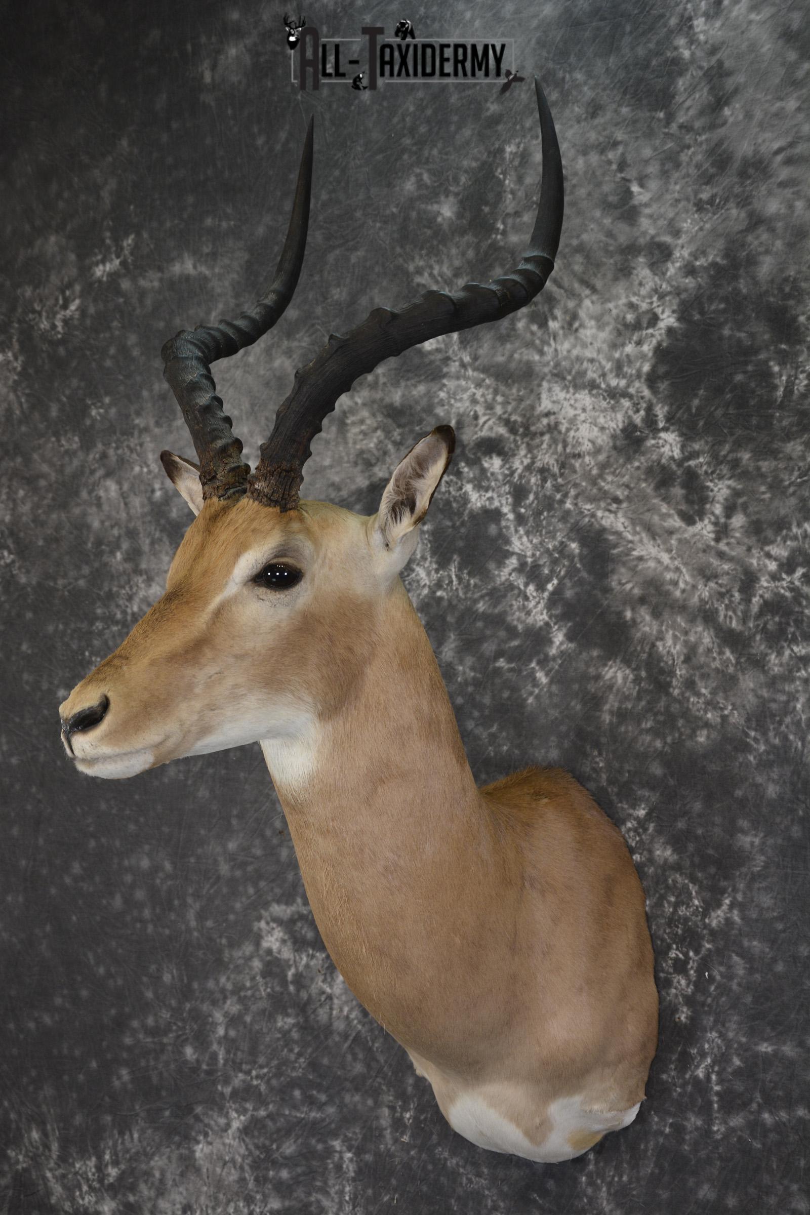 African Impala taxidermy shoulder mount for sale SKU 1977 - Image 7