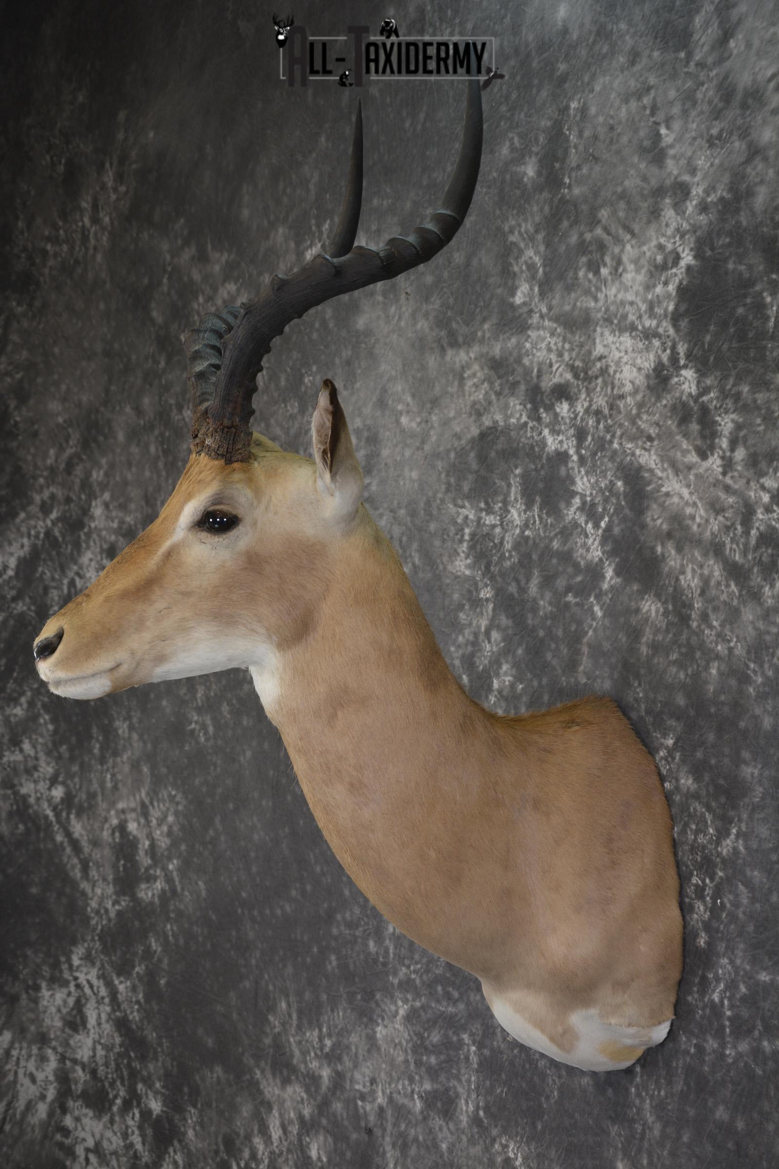 African Impala taxidermy shoulder mount for sale SKU 1977 - Image 6