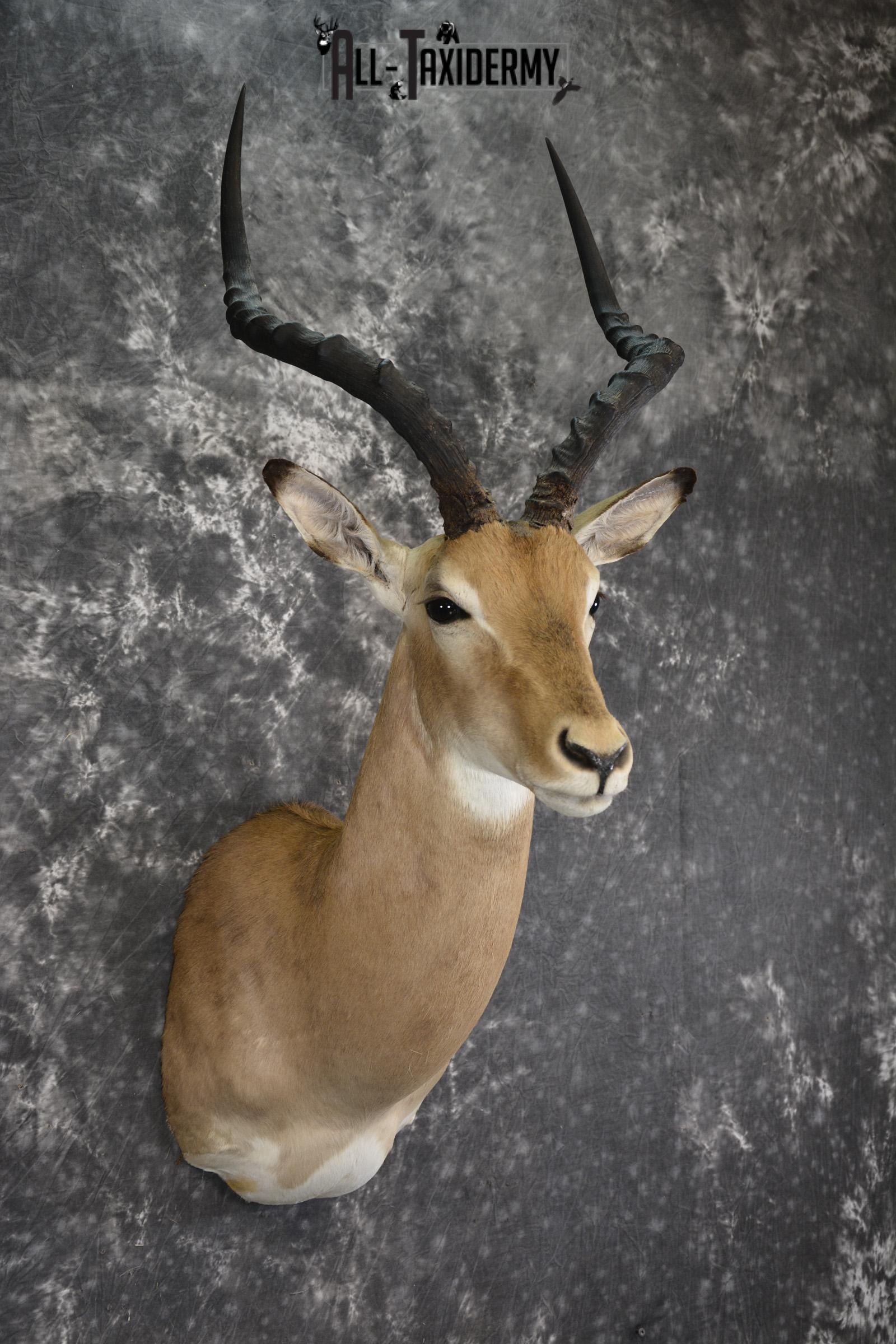African Impala taxidermy shoulder mount for sale SKU 1977 - Image 5