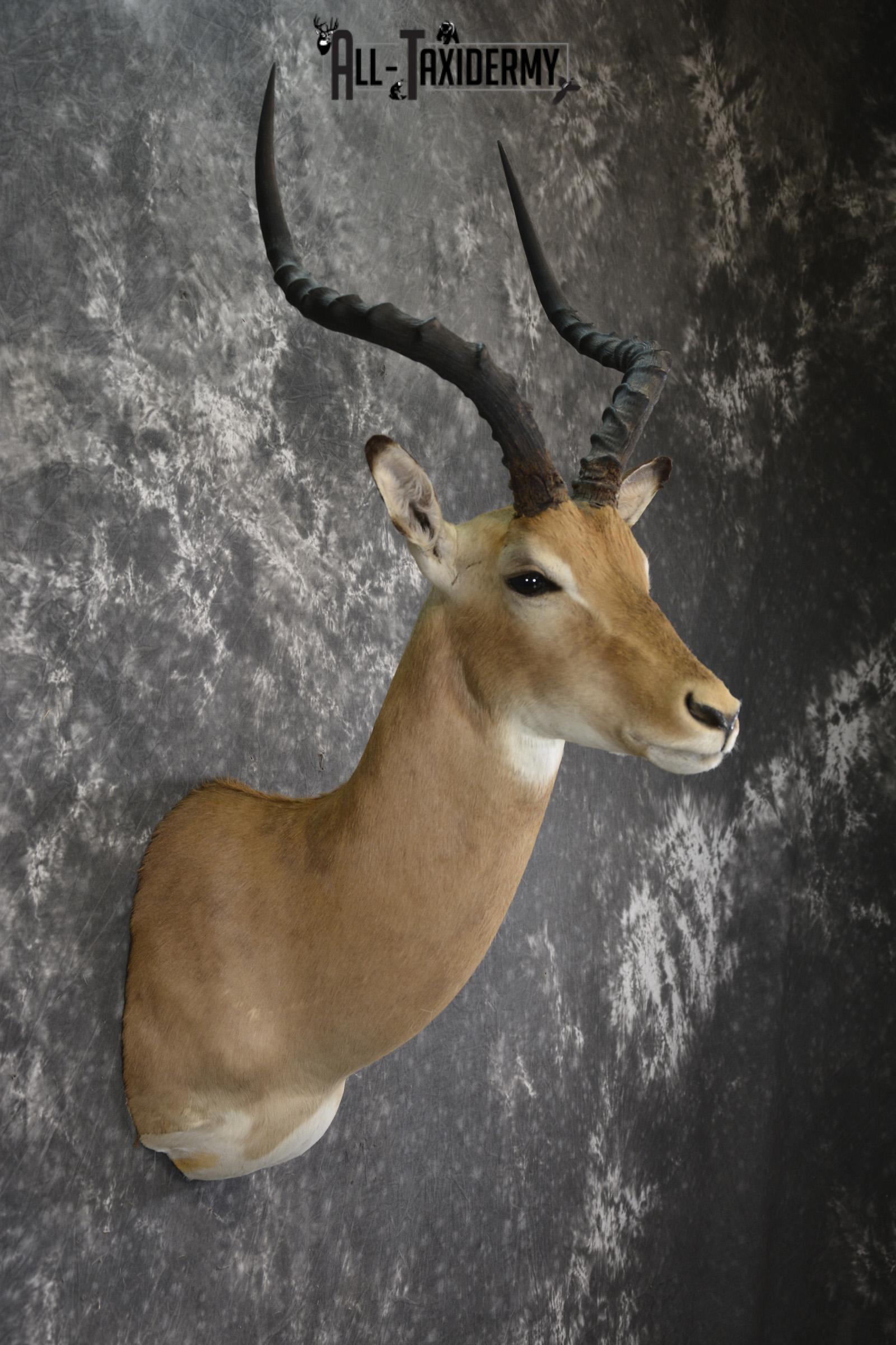 African Impala taxidermy shoulder mount for sale SKU 1977 - Image 4