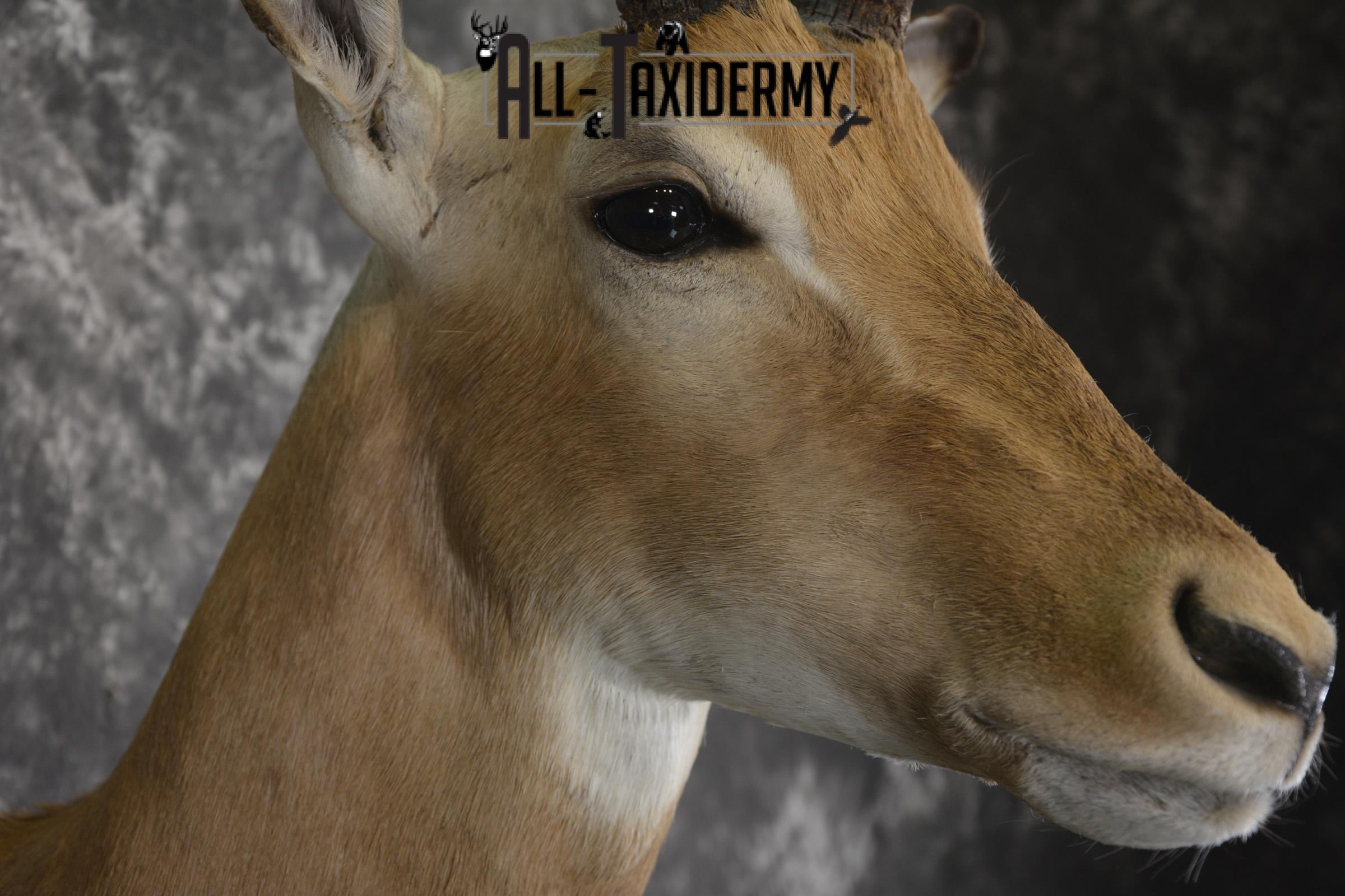 African Impala taxidermy shoulder mount for sale SKU 1977 - Image 3