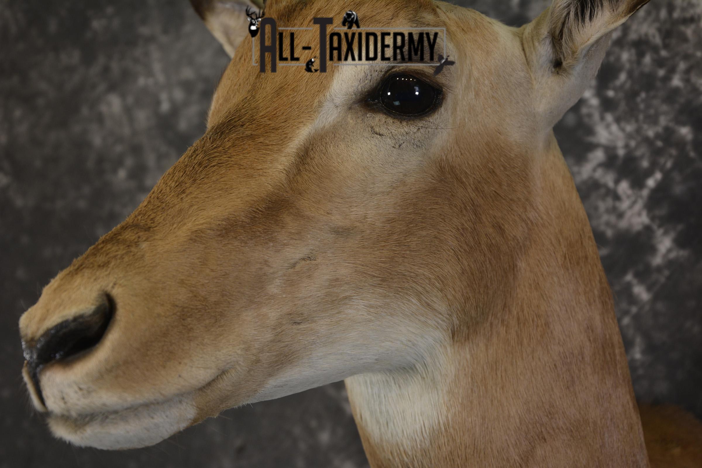 African Impala taxidermy shoulder mount for sale SKU 1977 - Image 2