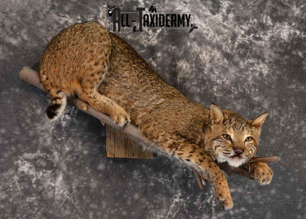 Bobcat Custom Pose