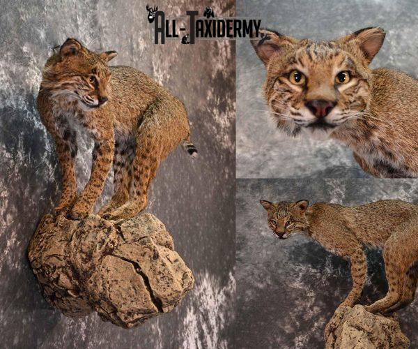 Bobcat Taxidermy Cost, Taxidermy Prices AllTaxidermy