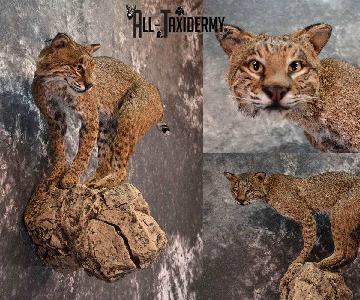 Bobcat Taxidermy Cost, Taxidermy Prices AllTaxidermy