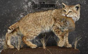 Bobcat Taxidermy Cost, Pictured with Red Squirrel Prey