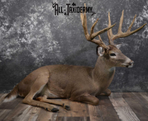 Deer Taxidermy Full Body Mount