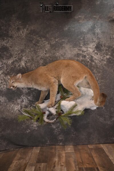 Full body cougar taxidermy mount for sale SKU 1991
