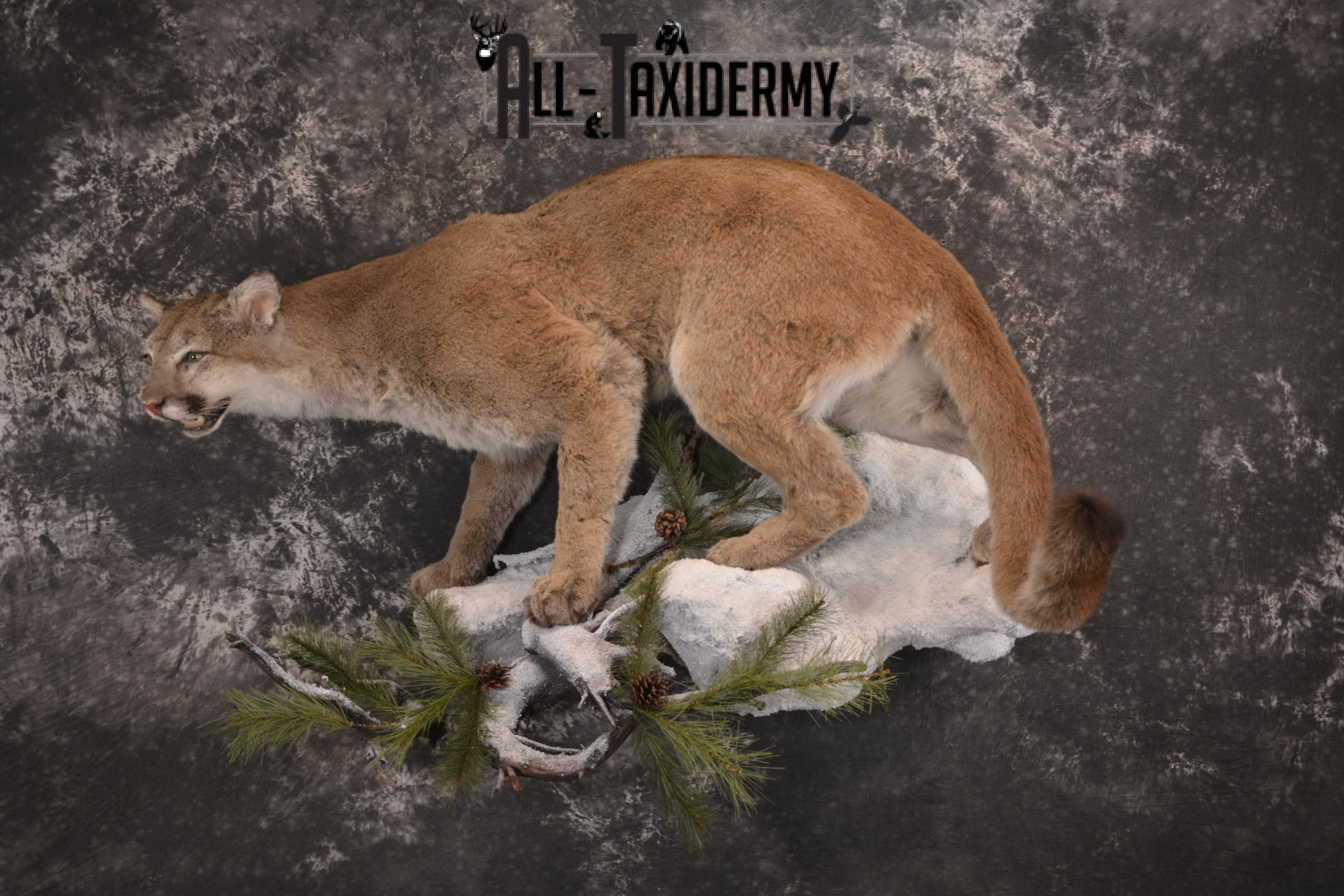 Full body cougar taxidermy mount for sale SKU 1991 - Image 13