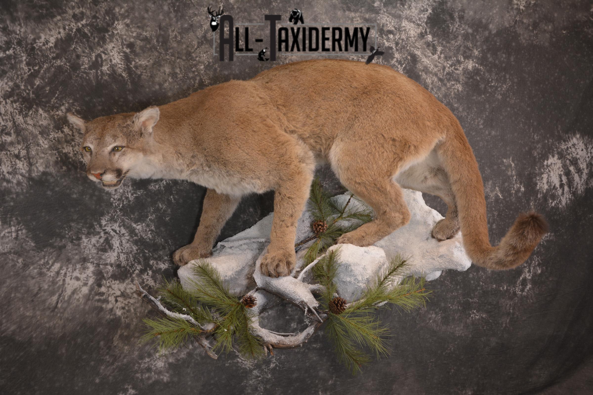 Full body cougar taxidermy mount for sale SKU 1991 - Image 12