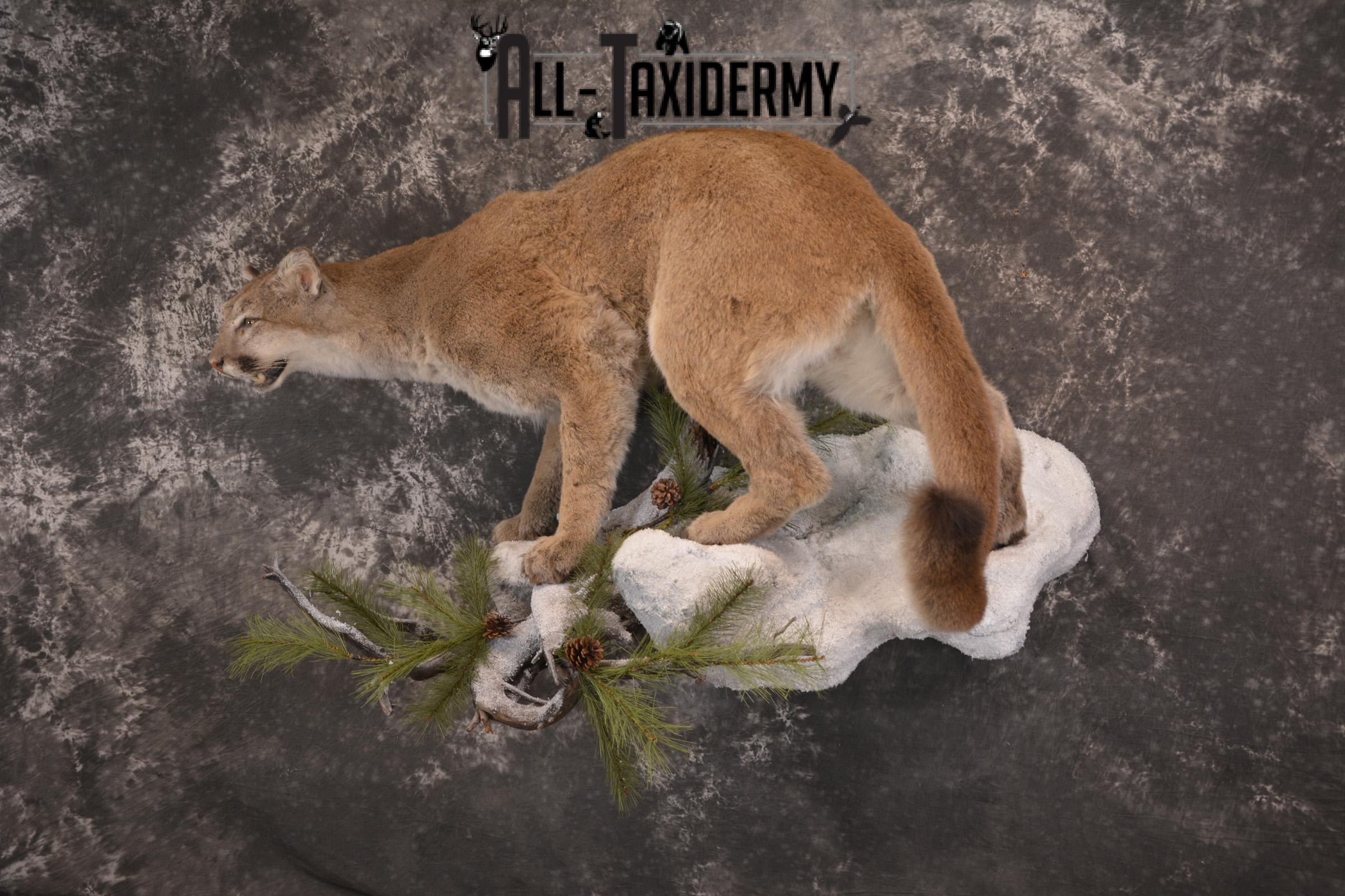 Full body cougar taxidermy mount for sale SKU 1991 - Image 11