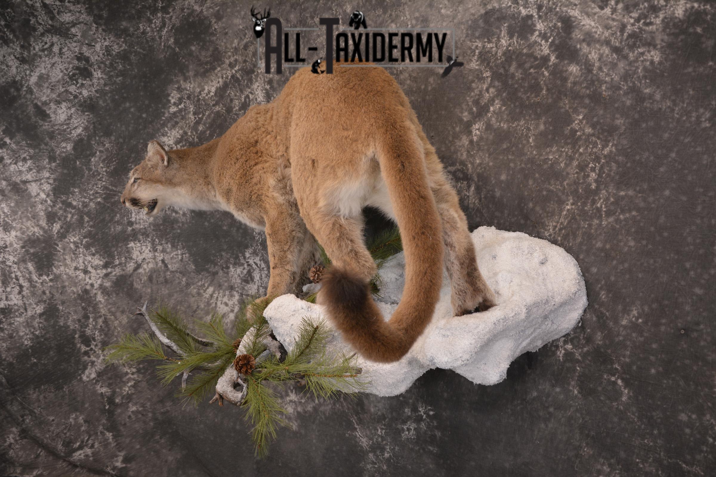 Full body cougar taxidermy mount for sale SKU 1991 - Image 10