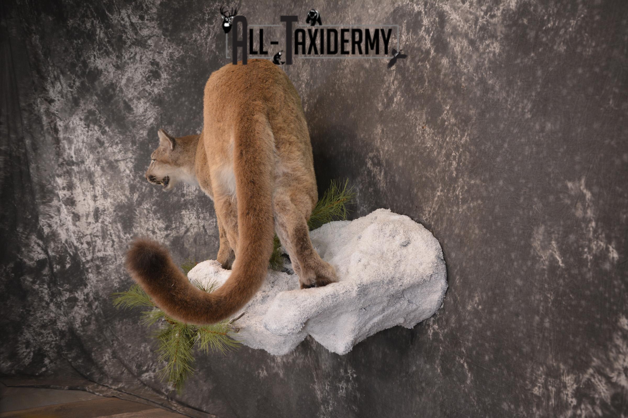 Full body cougar taxidermy mount for sale SKU 1991 - Image 9