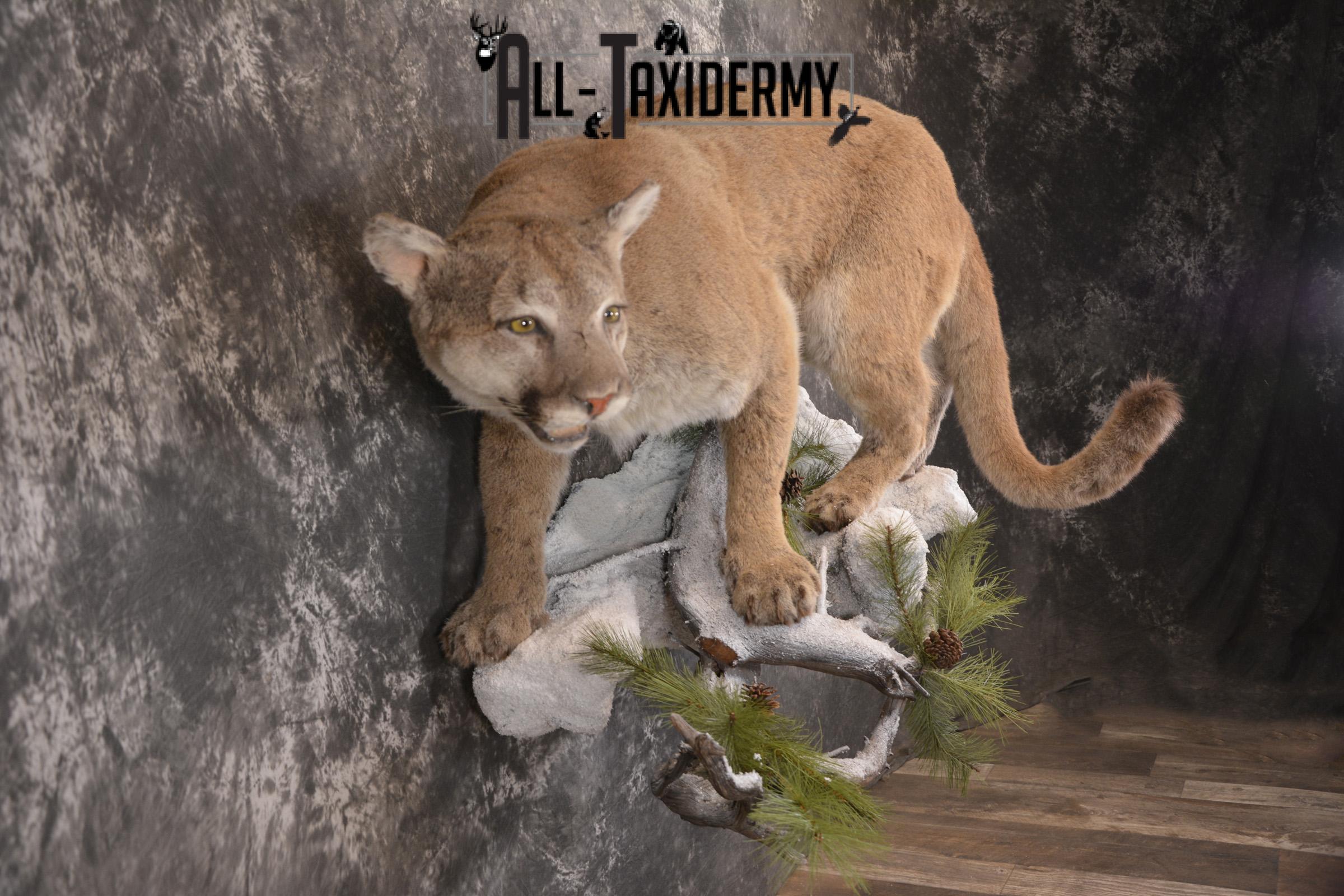 Full body cougar taxidermy mount for sale SKU 1991 - Image 7
