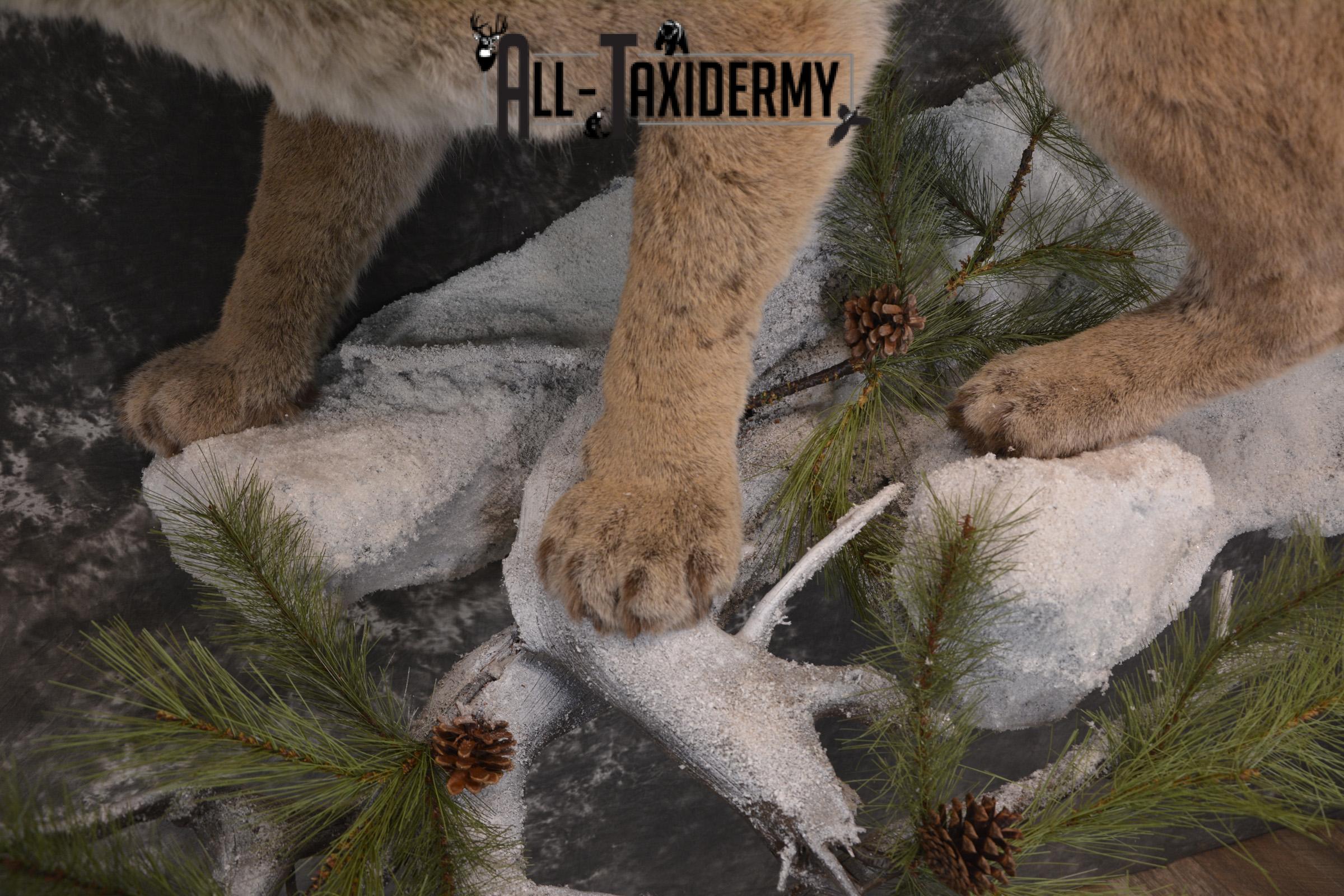 Full body cougar taxidermy mount for sale SKU 1991 - Image 6