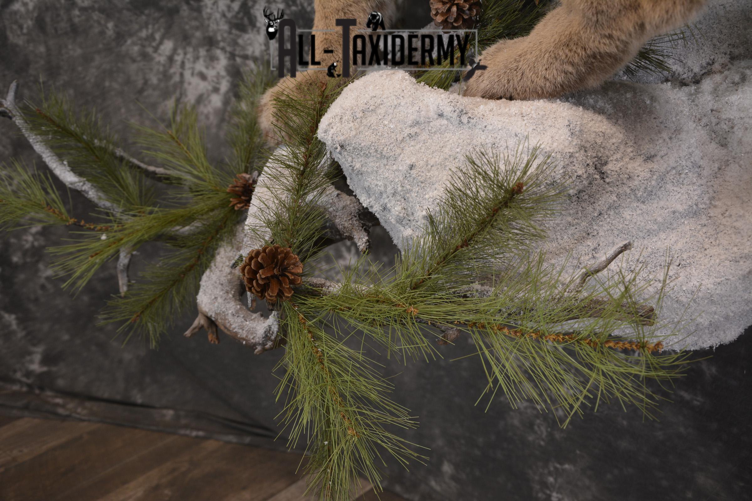 Full body cougar taxidermy mount for sale SKU 1991 - Image 4