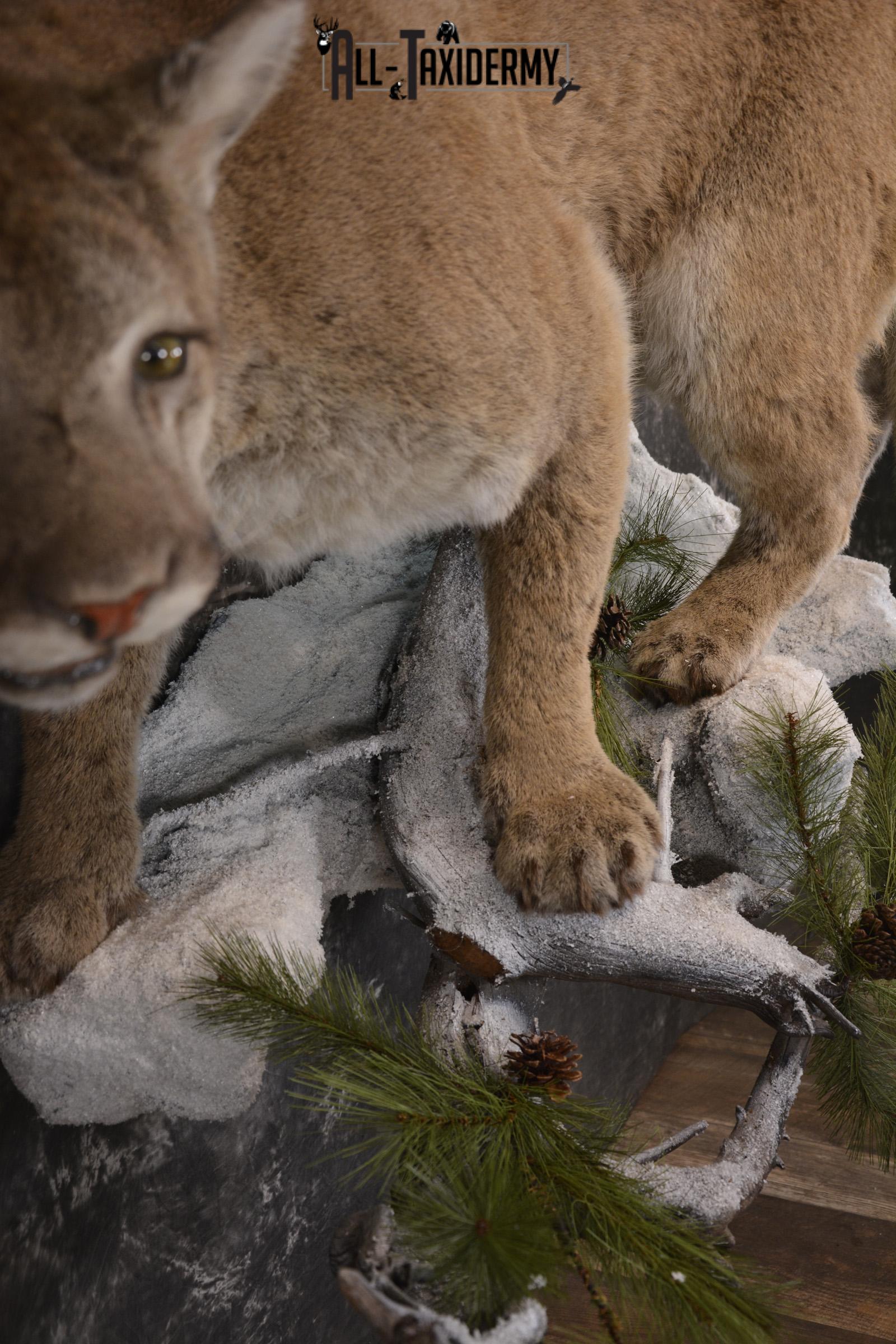 Full body cougar taxidermy mount for sale SKU 1991 - Image 3