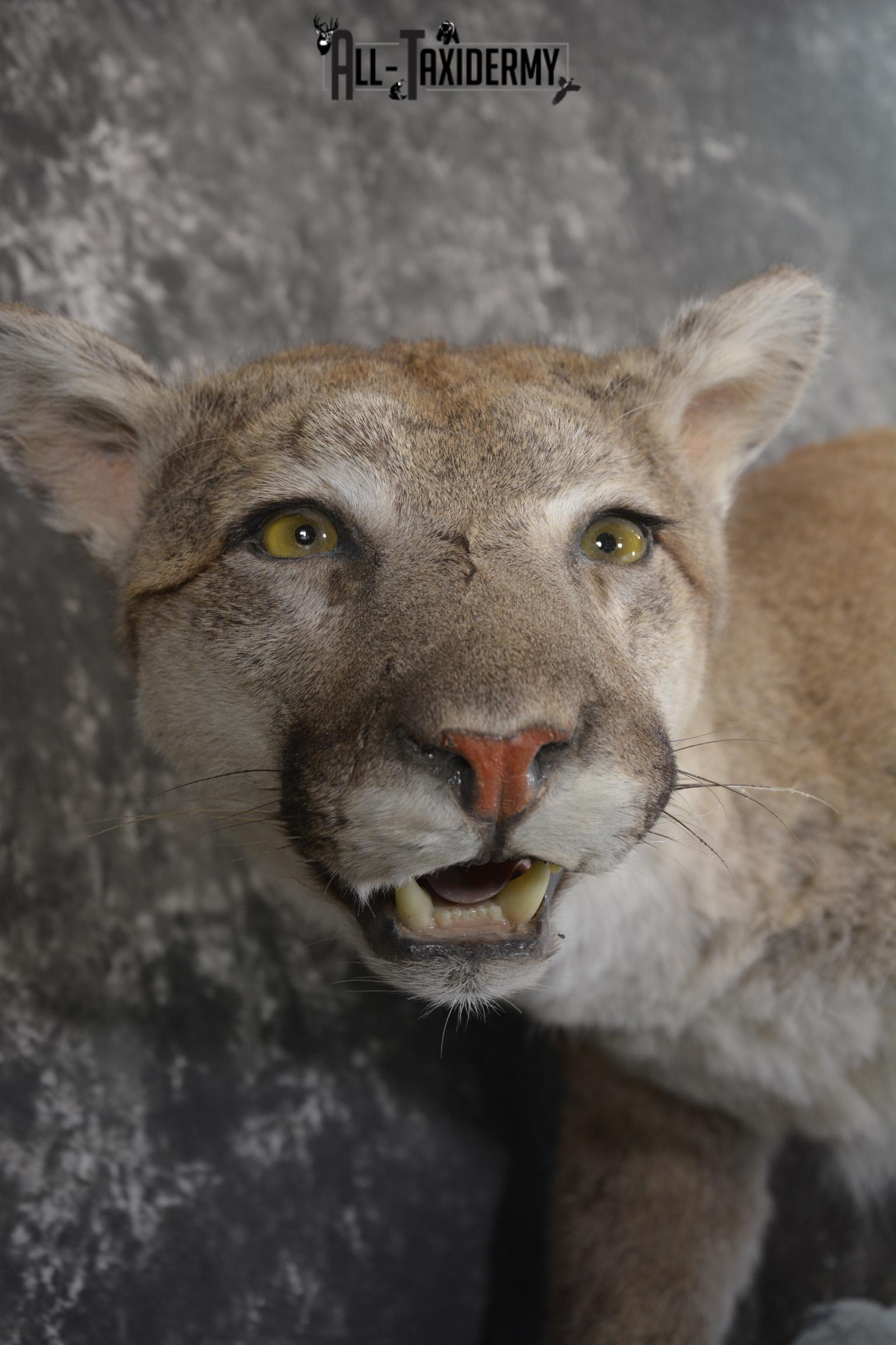 Full body cougar taxidermy mount for sale SKU 1991 - Image 2