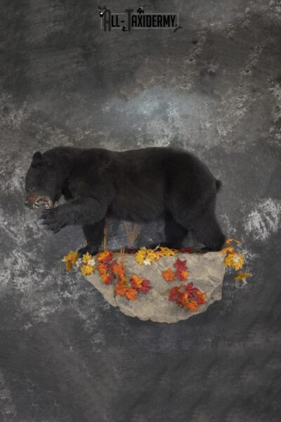 Full Body aggresive black bear taxidermy mount SKU 2004