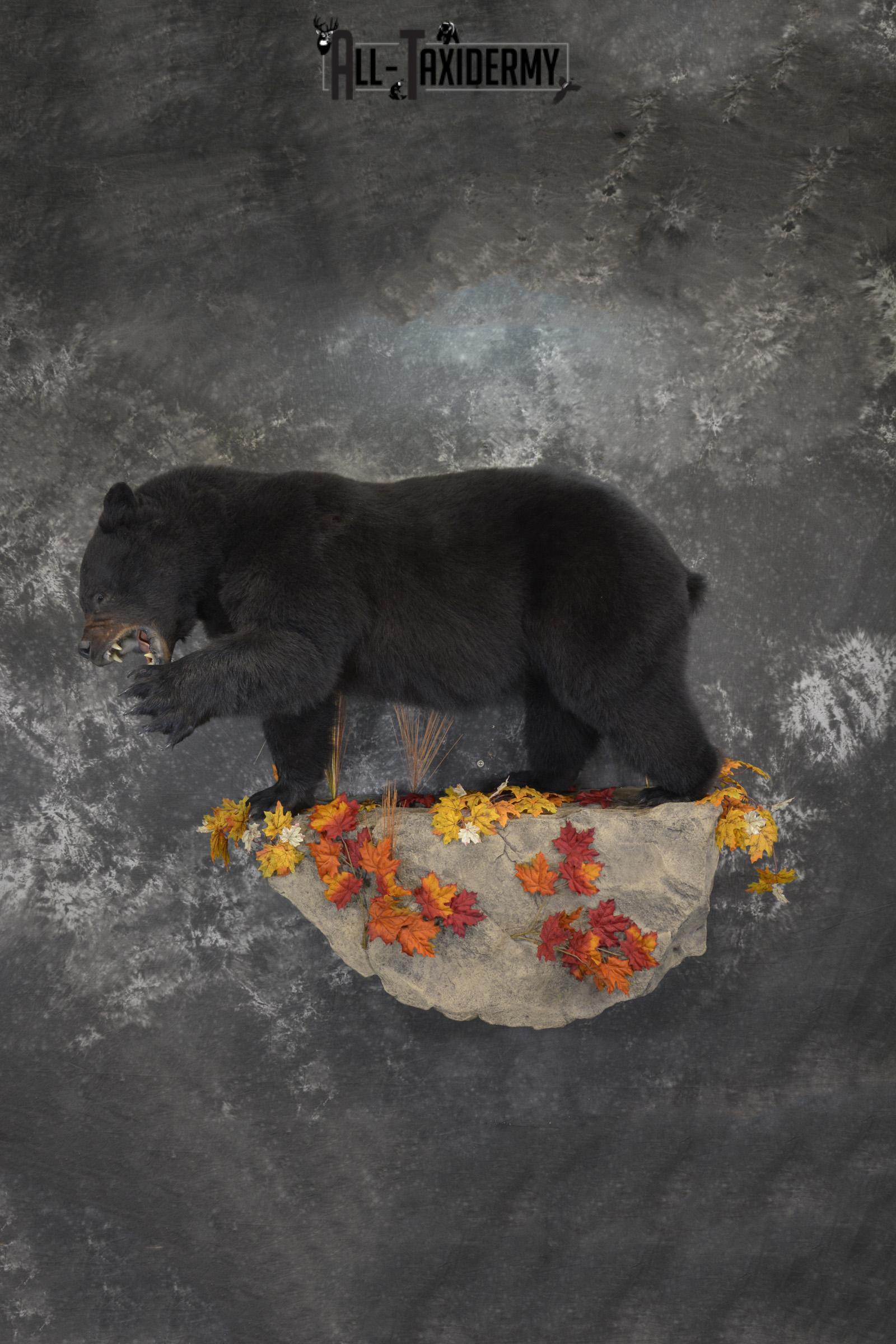 Full Body aggresive black bear taxidermy mount SKU 2004
