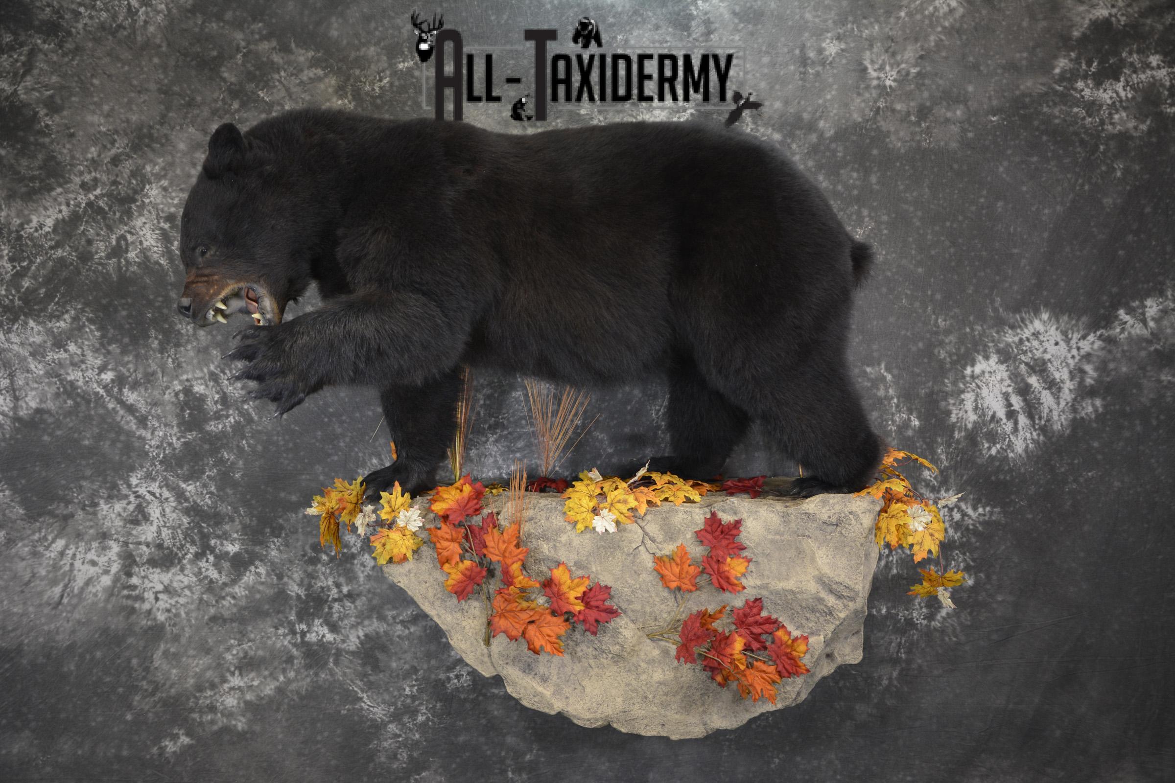 Full Body aggresive black bear taxidermy mount SKU 2004 - Image 15