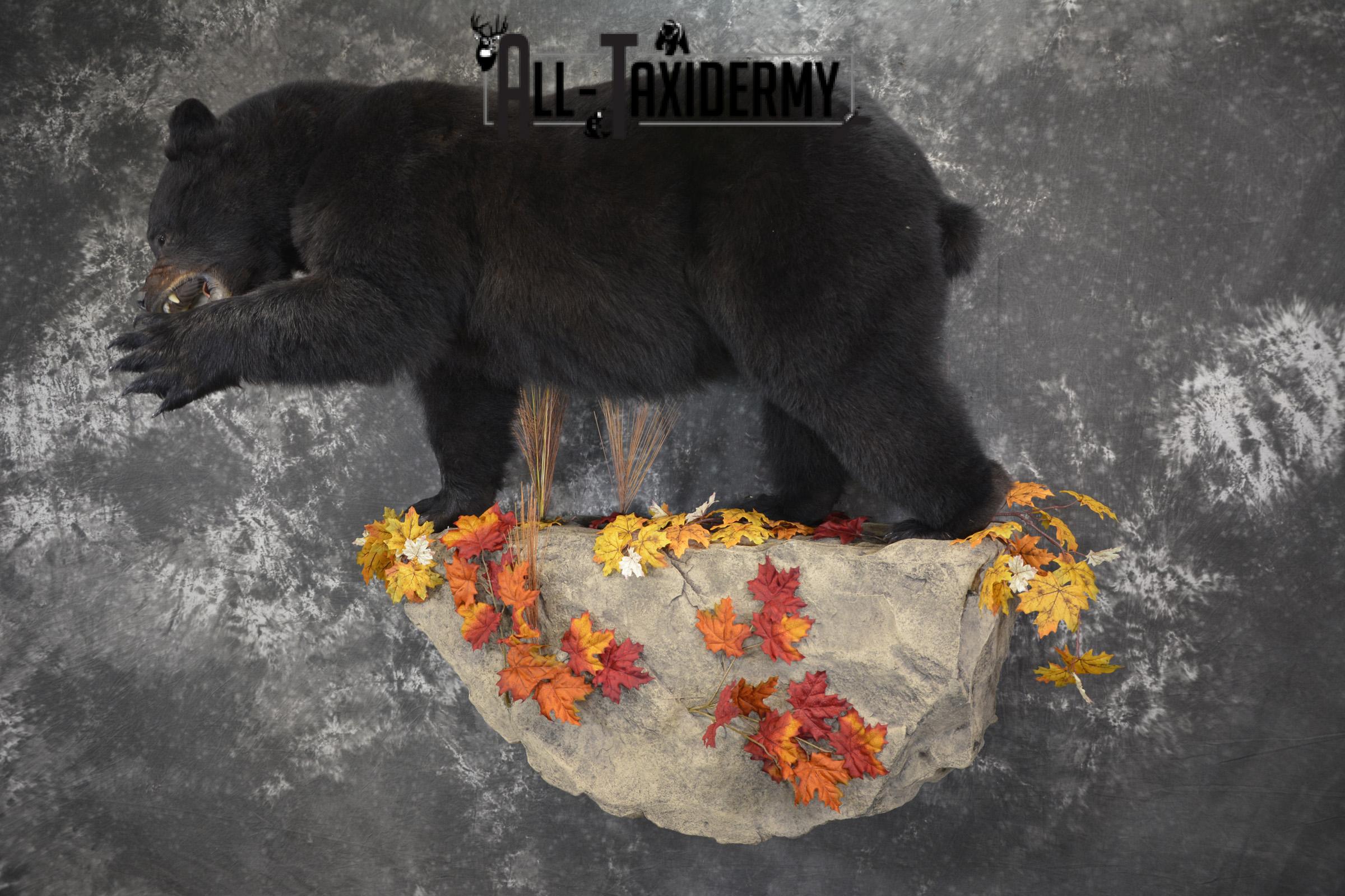 Full Body aggresive black bear taxidermy mount SKU 2004 - Image 14