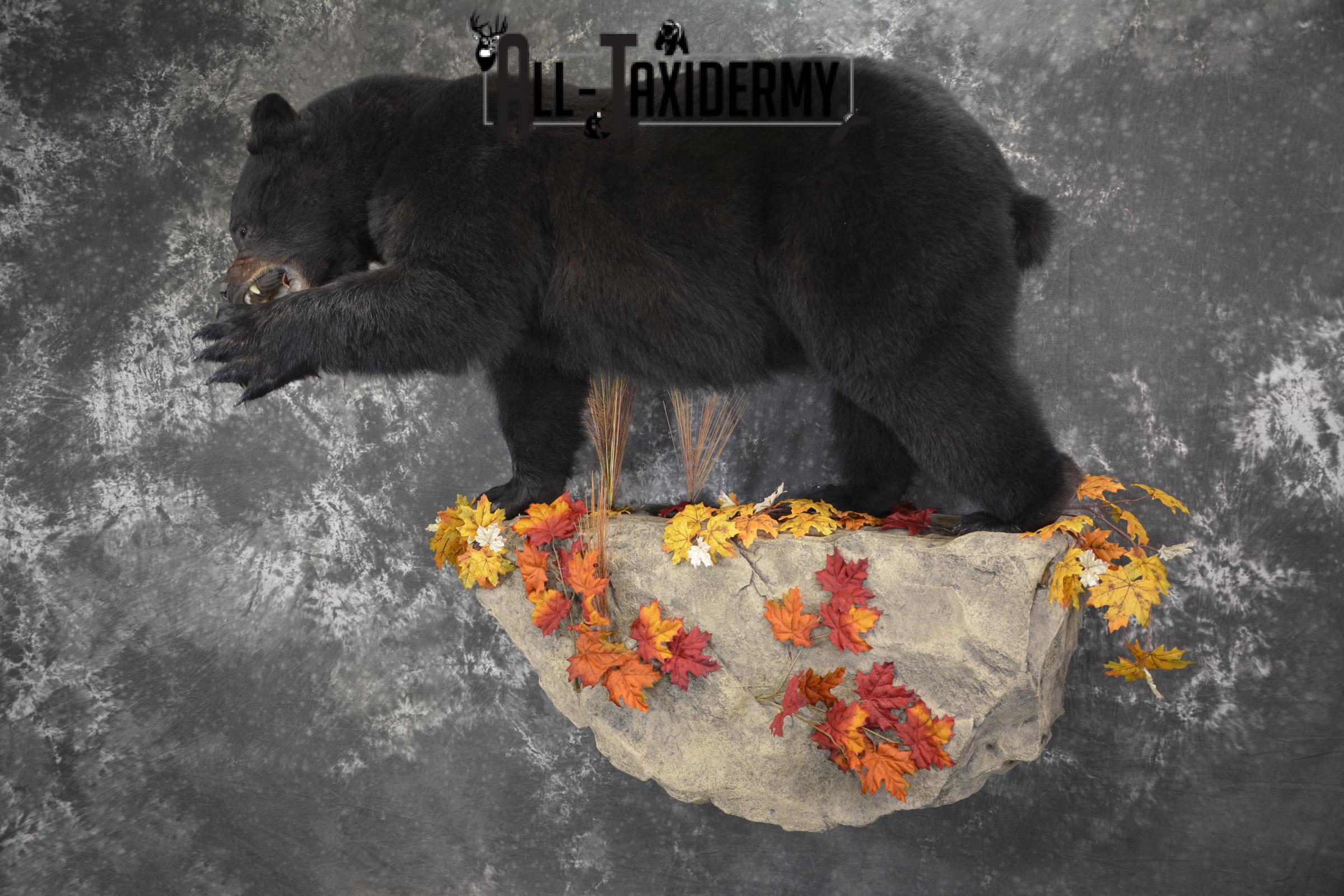 Full Body aggresive black bear taxidermy mount SKU 2004 - Image 13