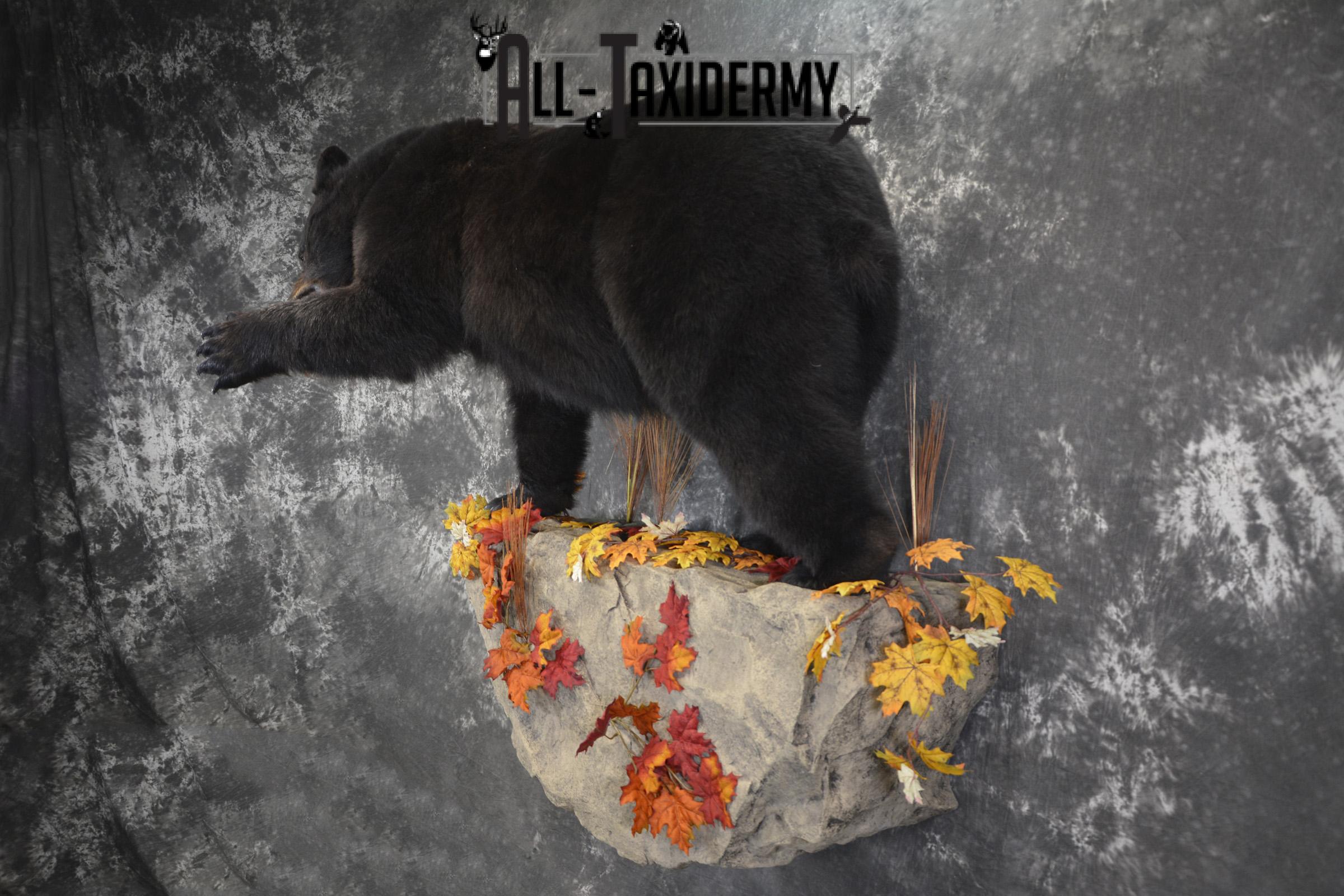 Full Body aggresive black bear taxidermy mount SKU 2004 - Image 12
