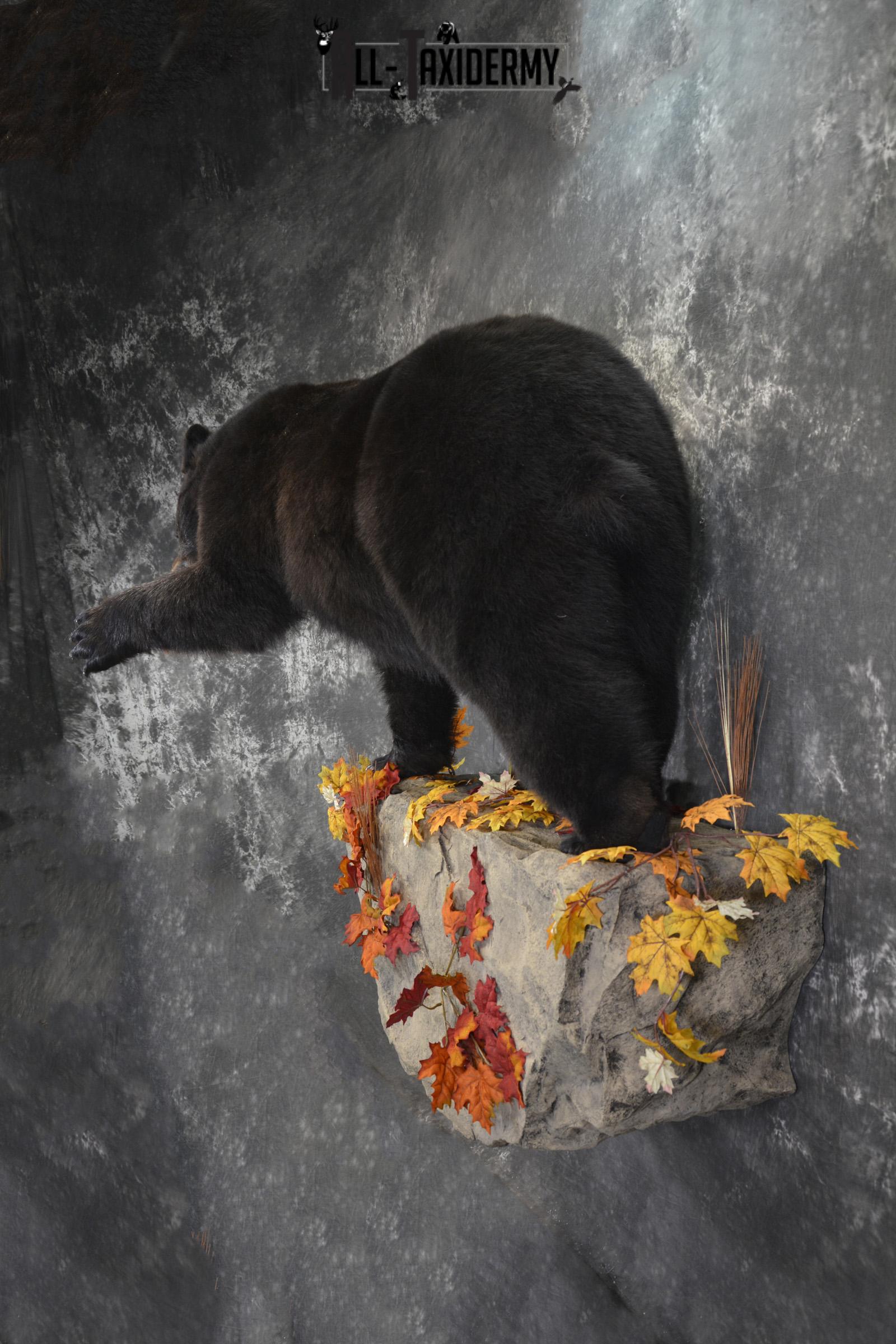 Full Body aggresive black bear taxidermy mount SKU 2004 - Image 11