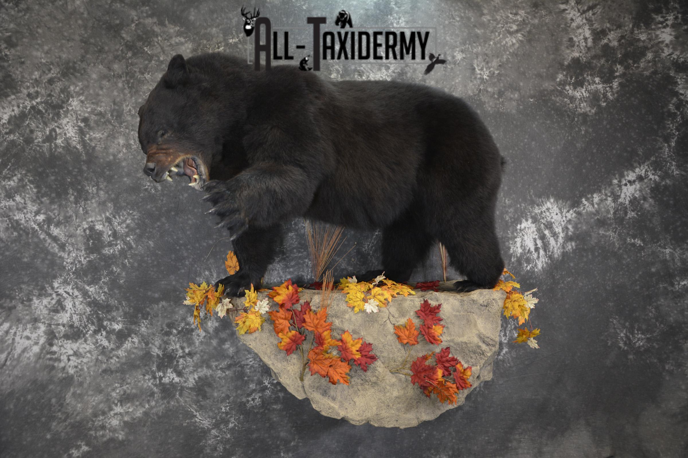 Full Body aggresive black bear taxidermy mount SKU 2004 - Image 10