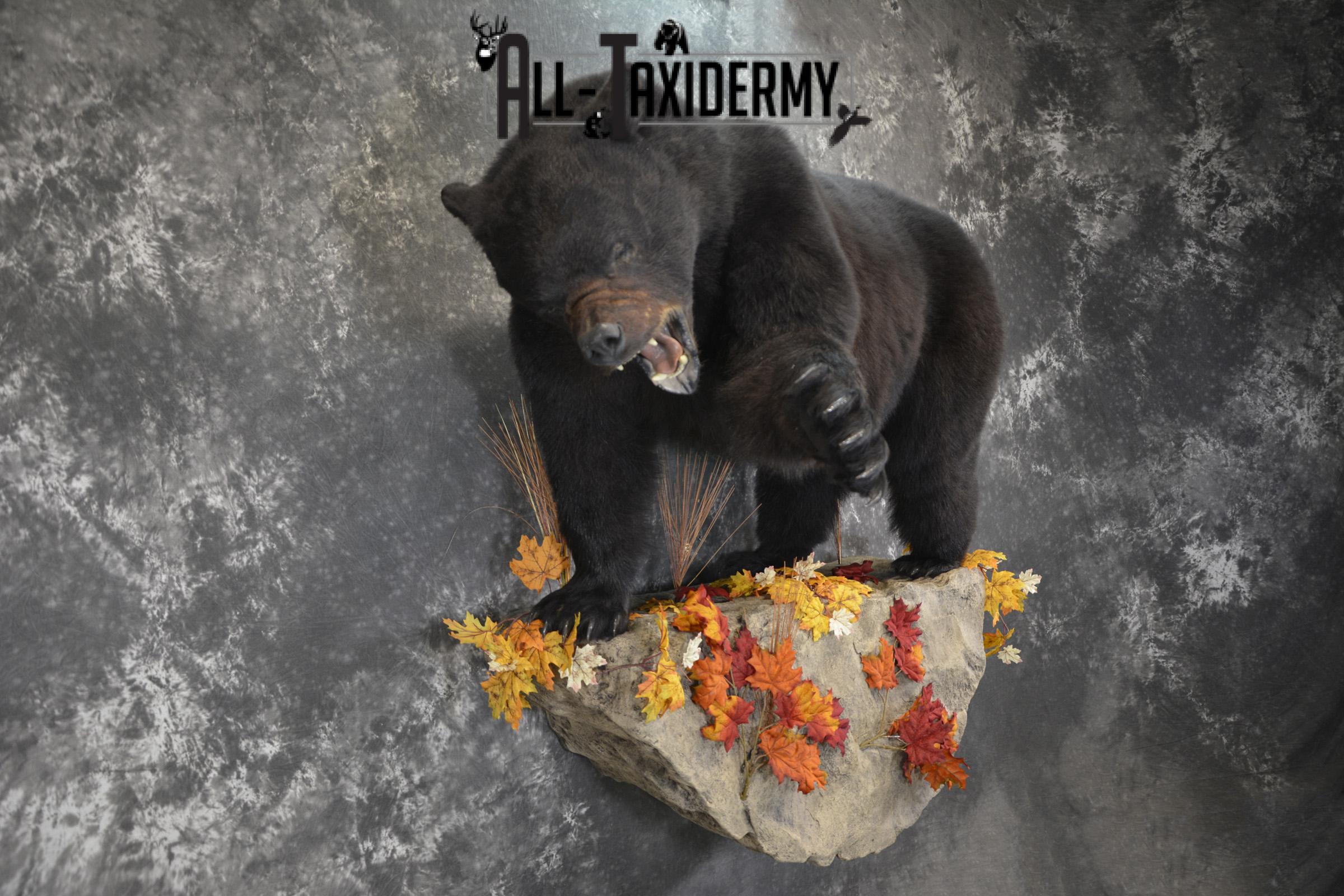 Full Body aggresive black bear taxidermy mount SKU 2004 - Image 9