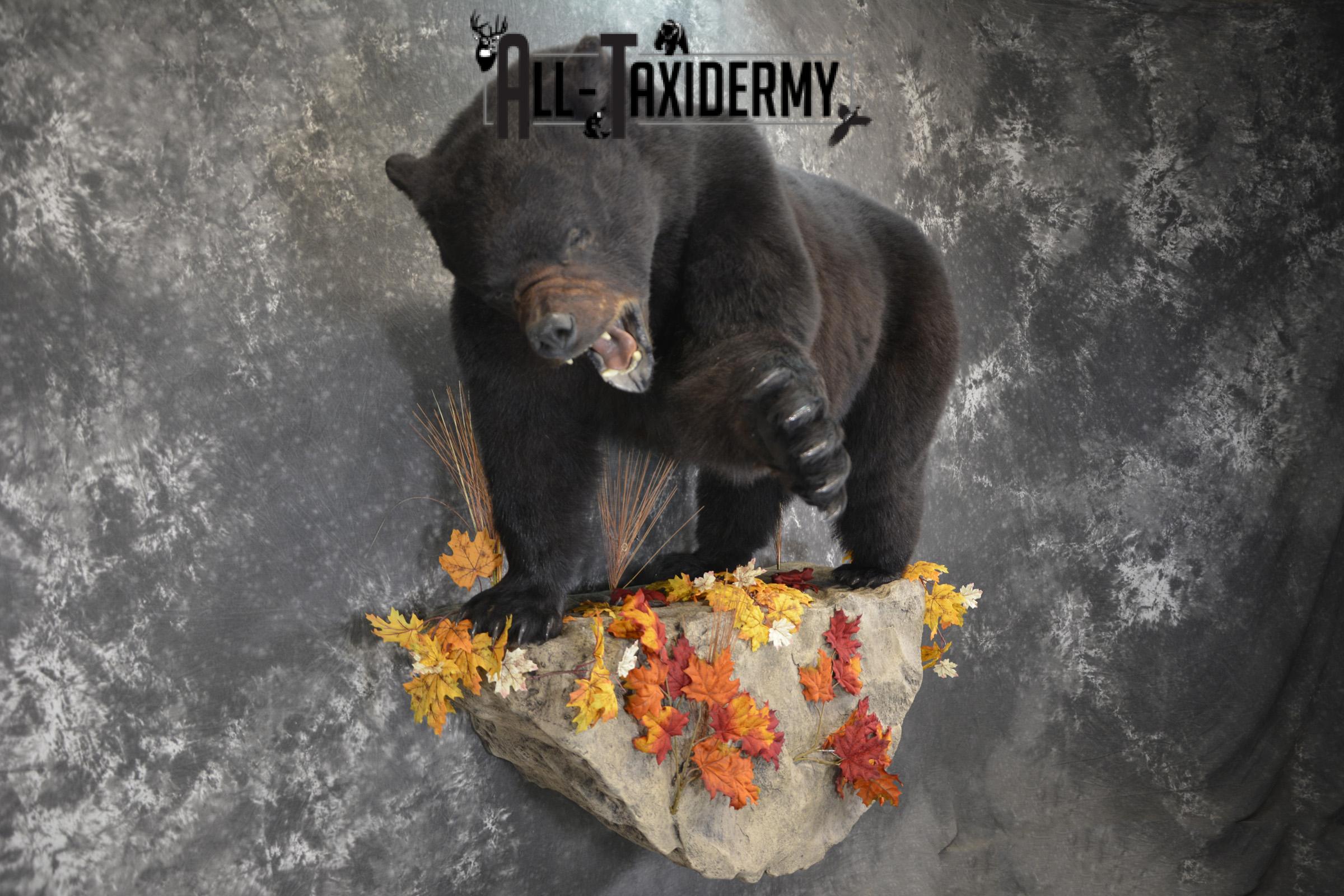 Full Body aggresive black bear taxidermy mount SKU 2004 - Image 8
