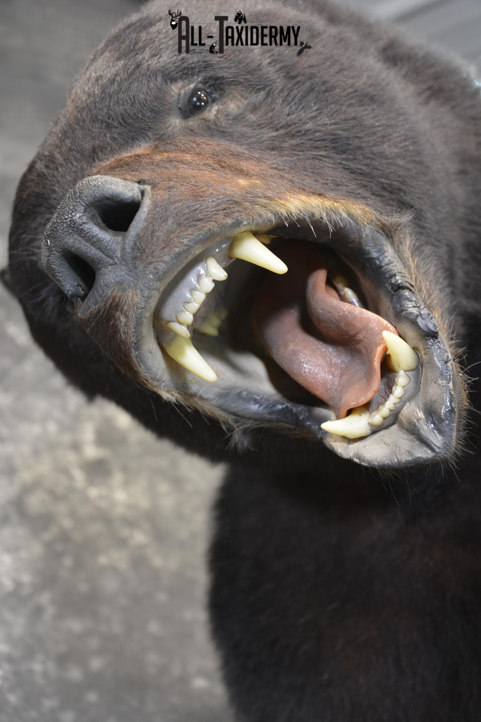 Full Body aggresive black bear taxidermy mount SKU 2004 - Image 7