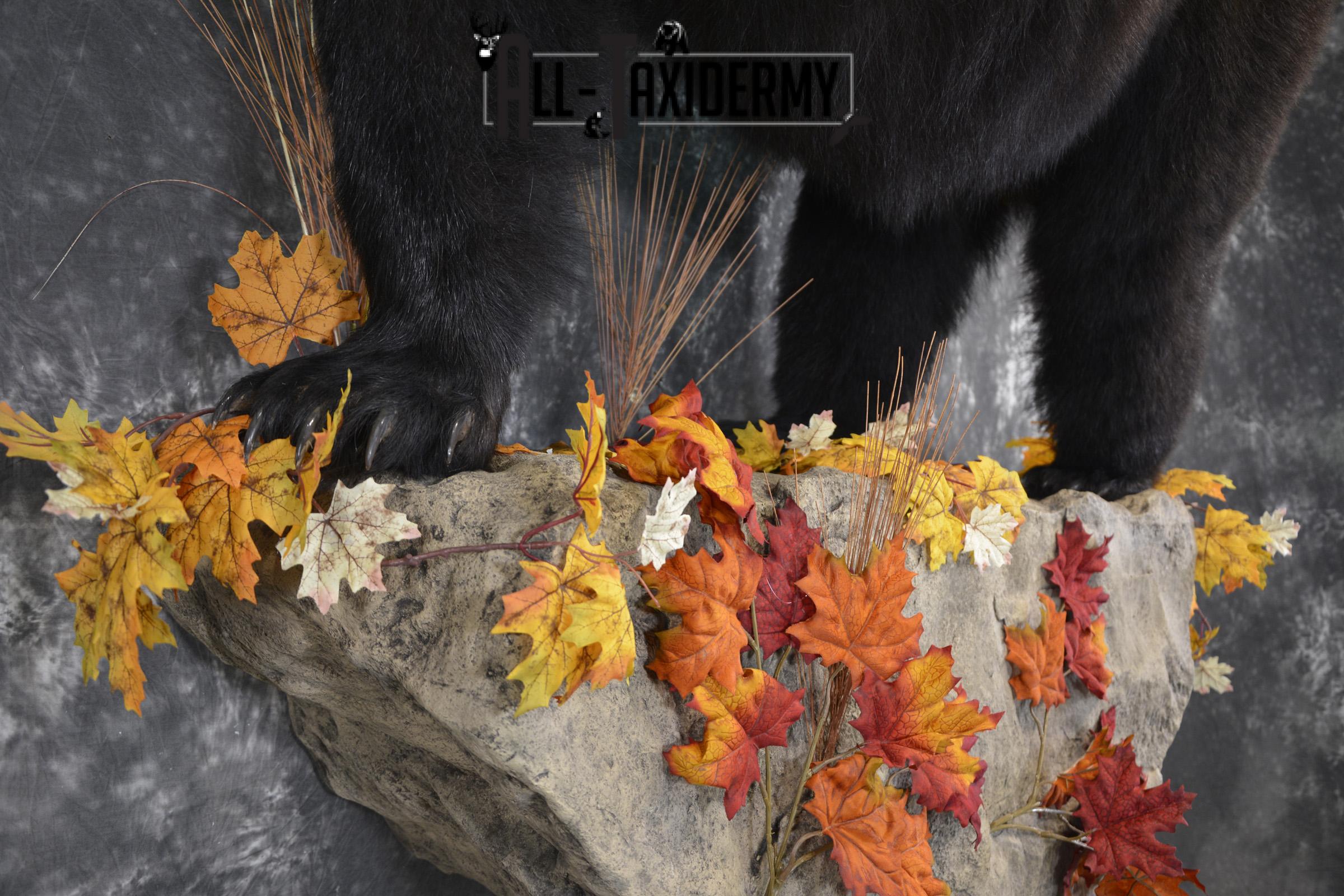 Full Body aggresive black bear taxidermy mount SKU 2004 - Image 6