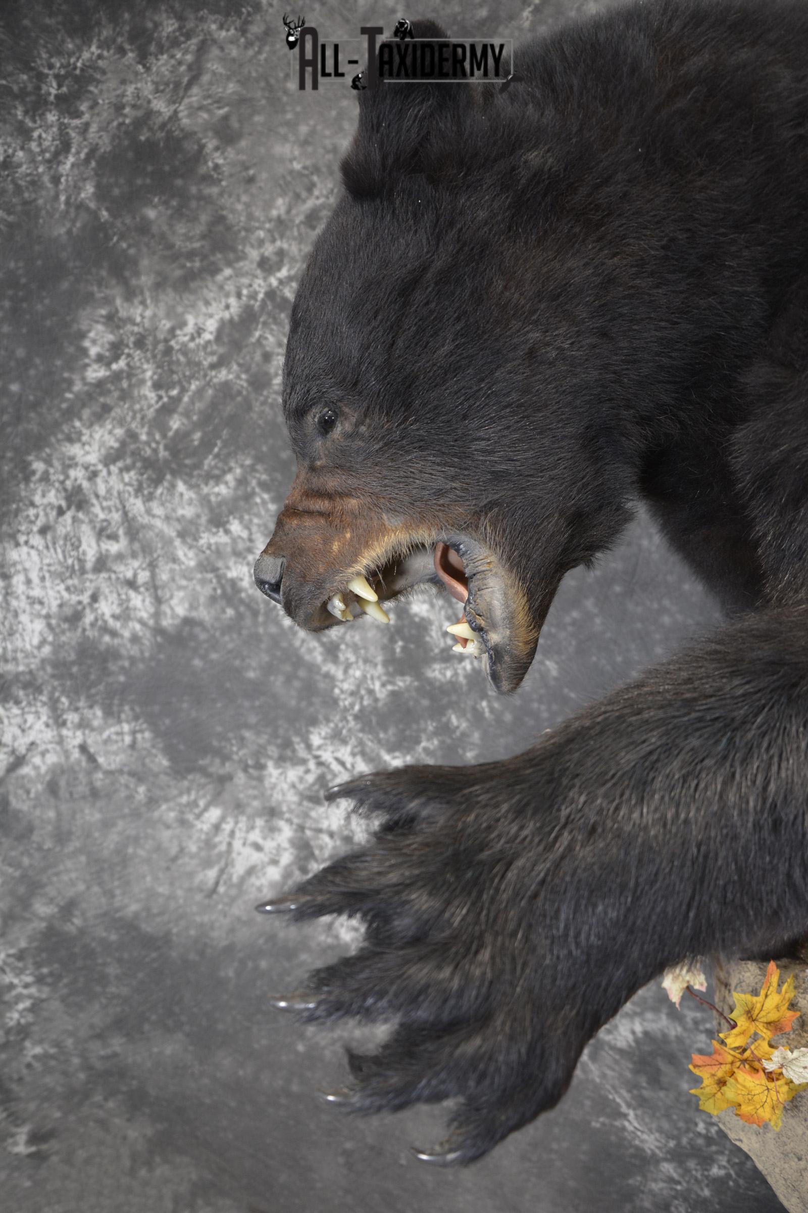 Full Body aggresive black bear taxidermy mount SKU 2004 - Image 5