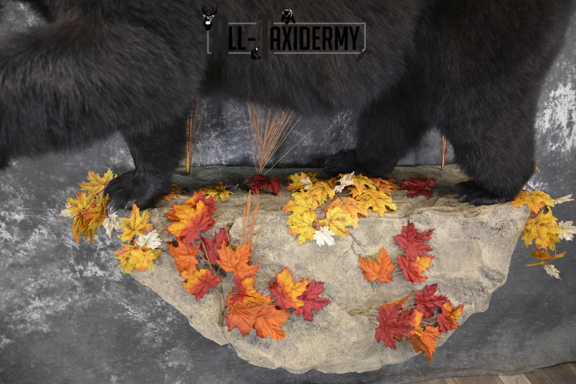 Full Body aggresive black bear taxidermy mount SKU 2004 - Image 4