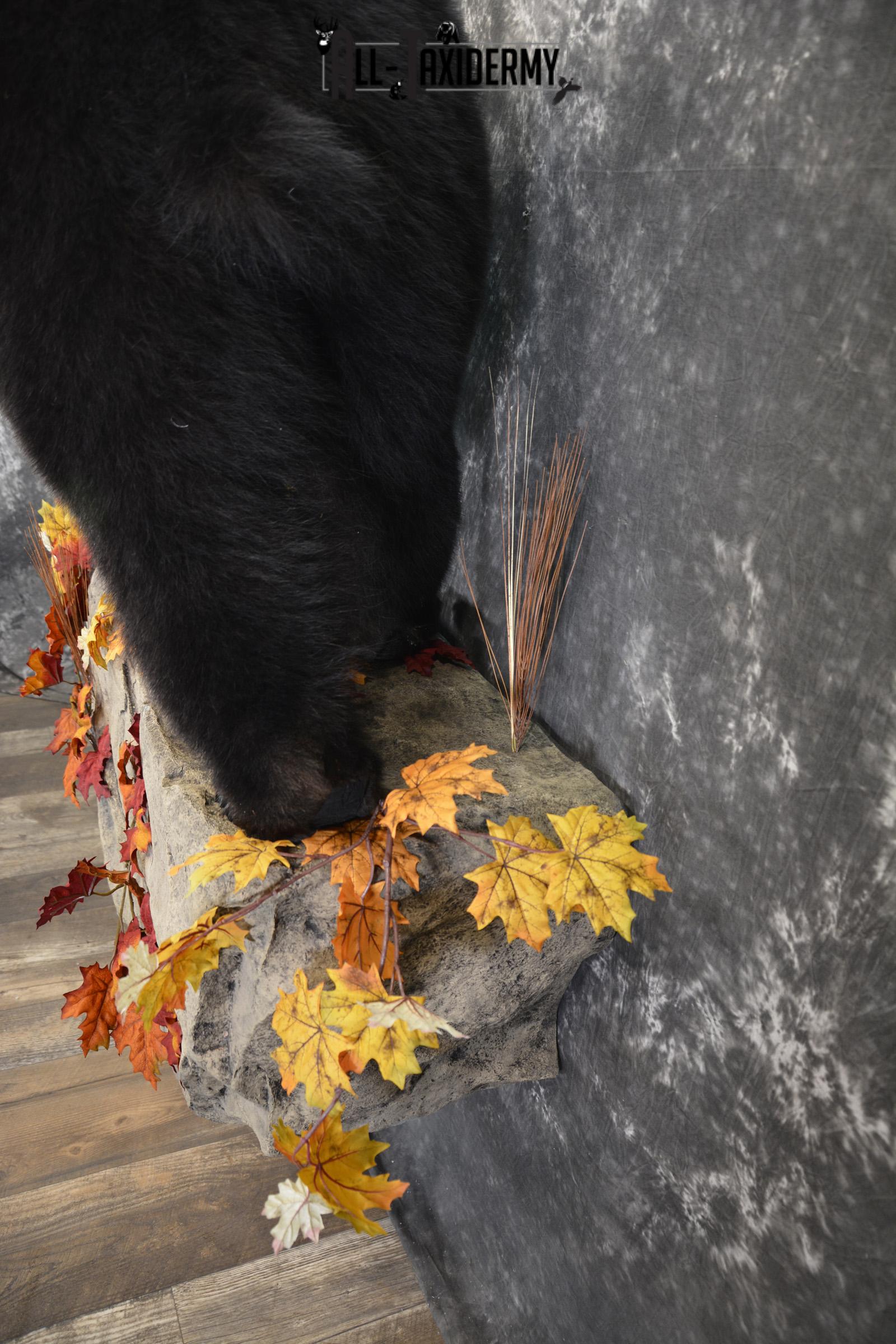 Full Body aggresive black bear taxidermy mount SKU 2004 - Image 3