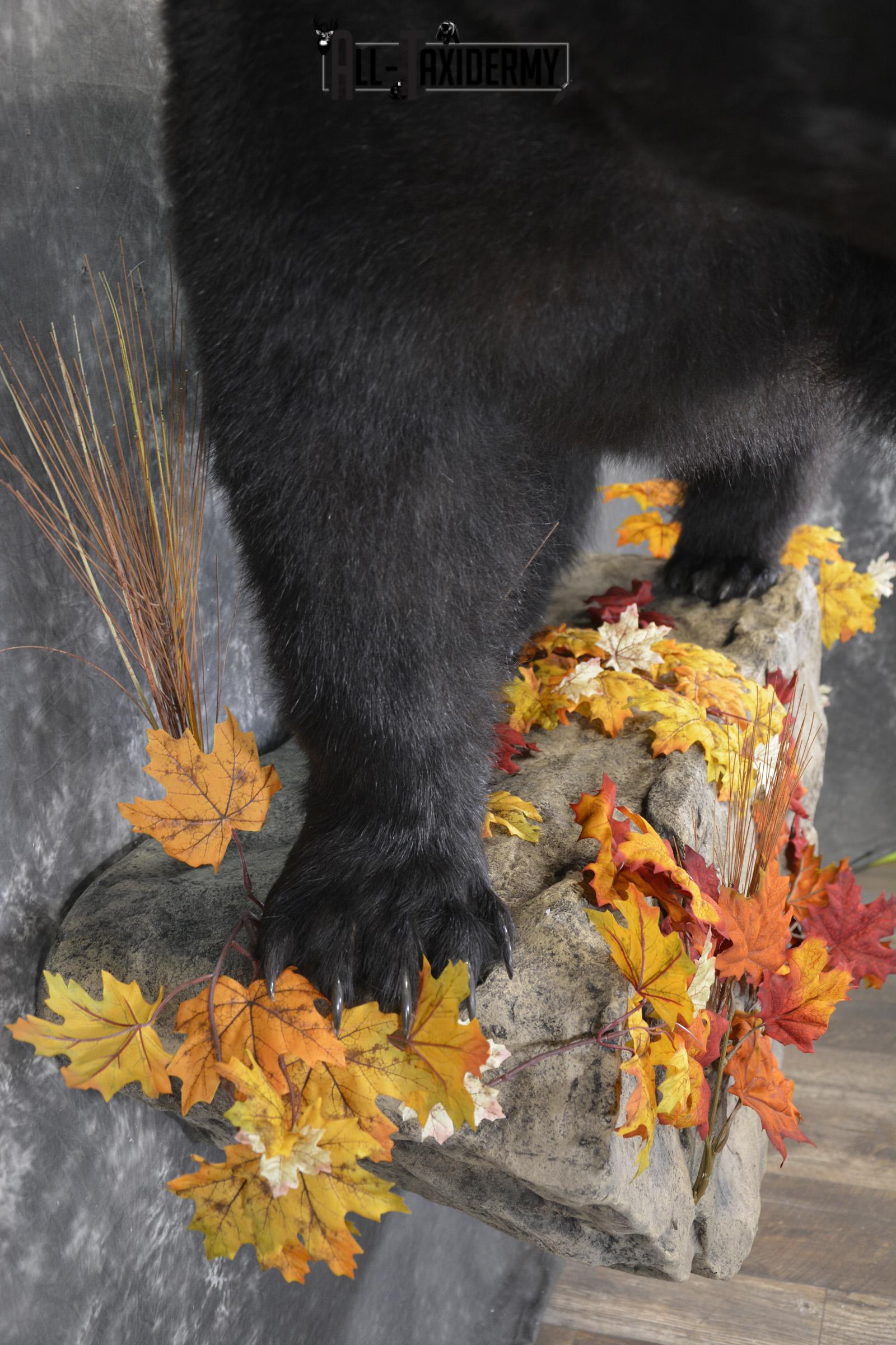 Full Body aggresive black bear taxidermy mount SKU 2004 - Image 2