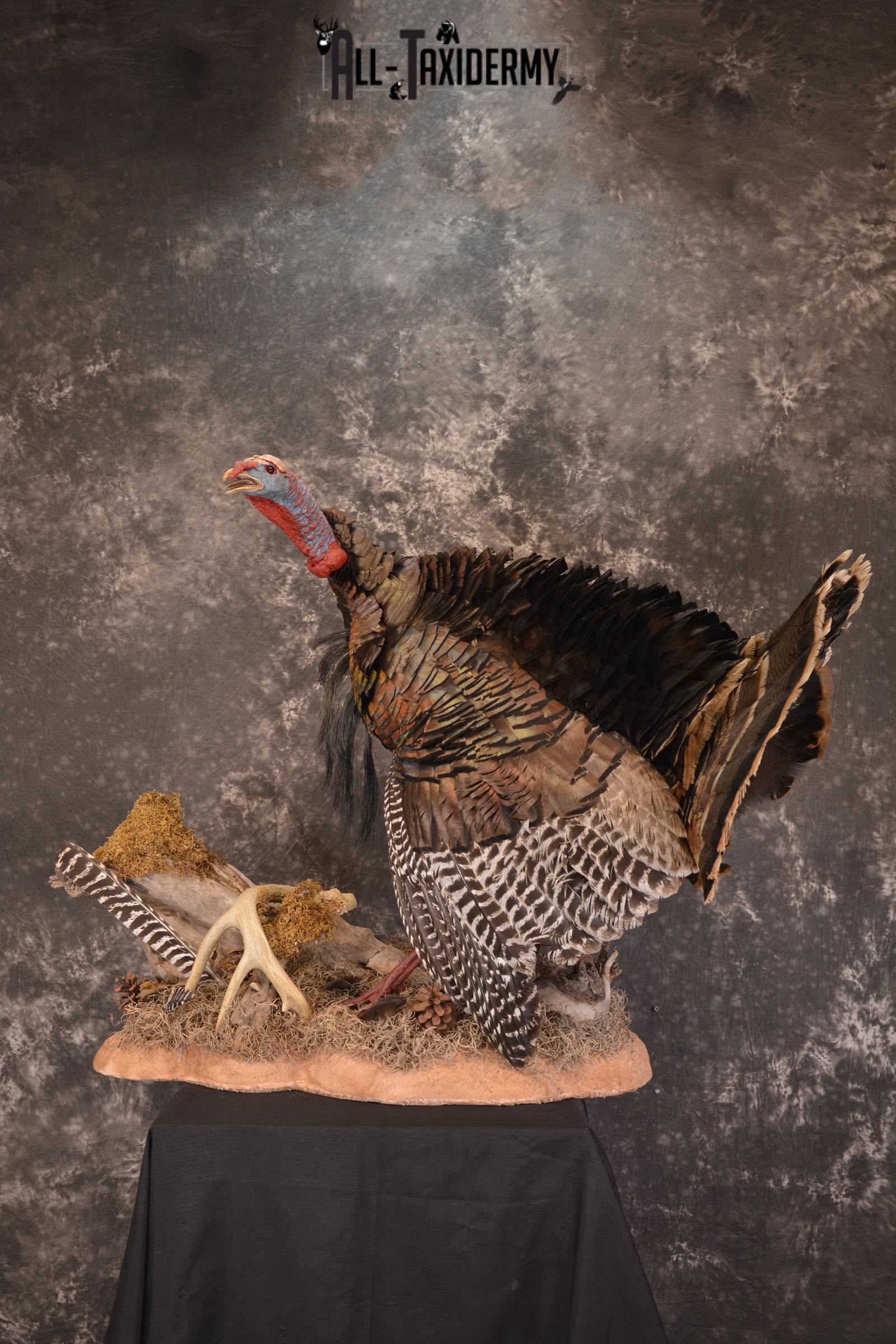 Eastern turkey full body taxidermy mount for sale * SKU 2079