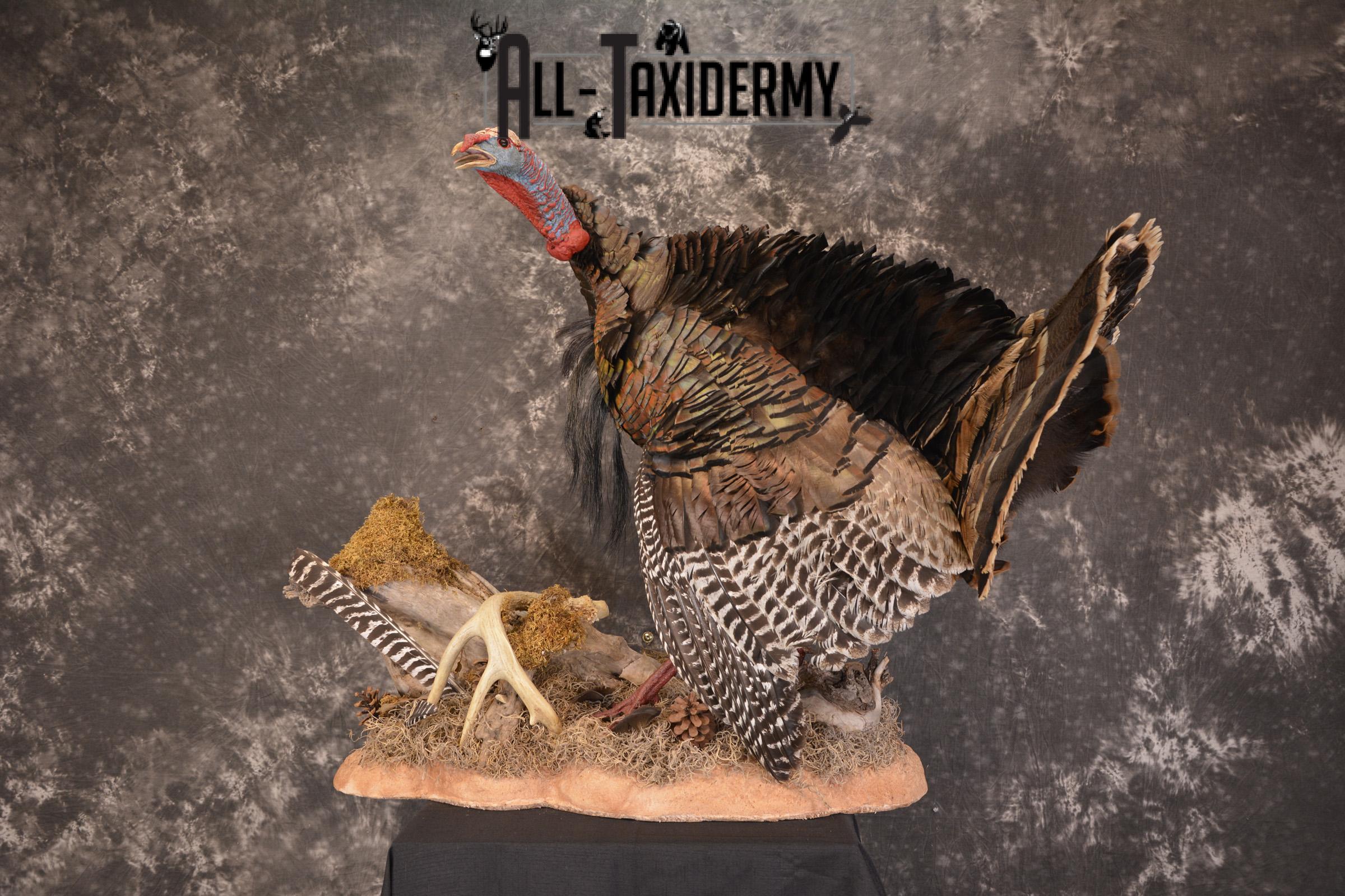 Eastern turkey full body taxidermy mount for sale * SKU 2079 - Image 12