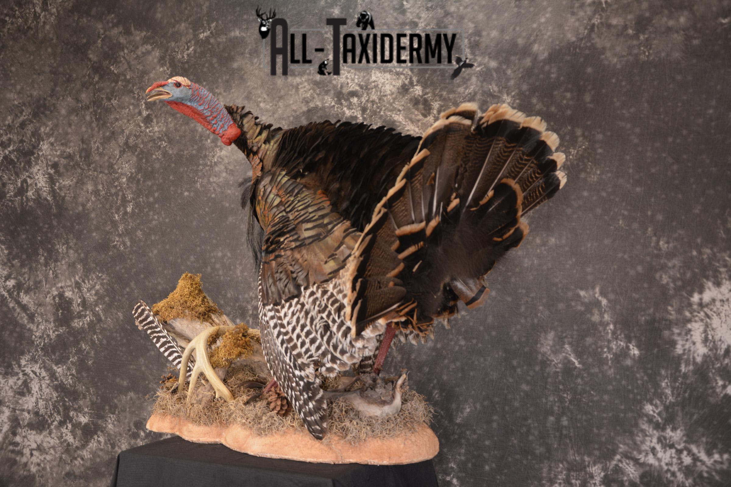 Turkey Rug Mount Eastern turkey full body taxidermy mount for sale * SKU 2079 - All ...