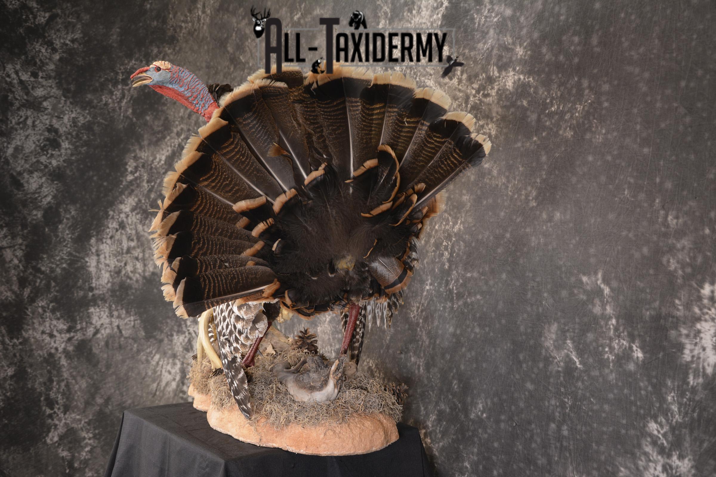 Eastern turkey full body taxidermy mount for sale * SKU 2079 - Image 10