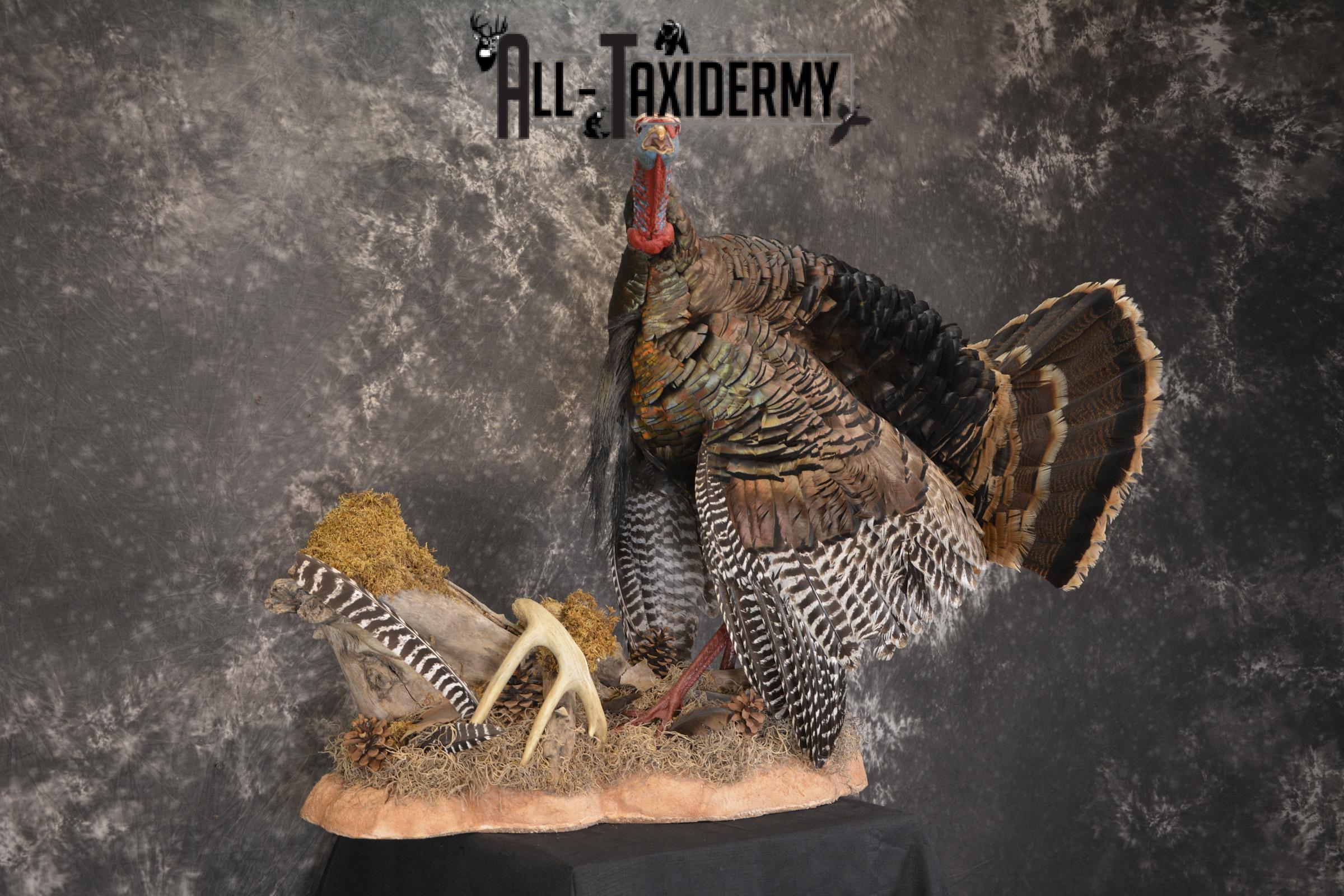 Eastern turkey full body taxidermy mount for sale * SKU 2079 - Image 9