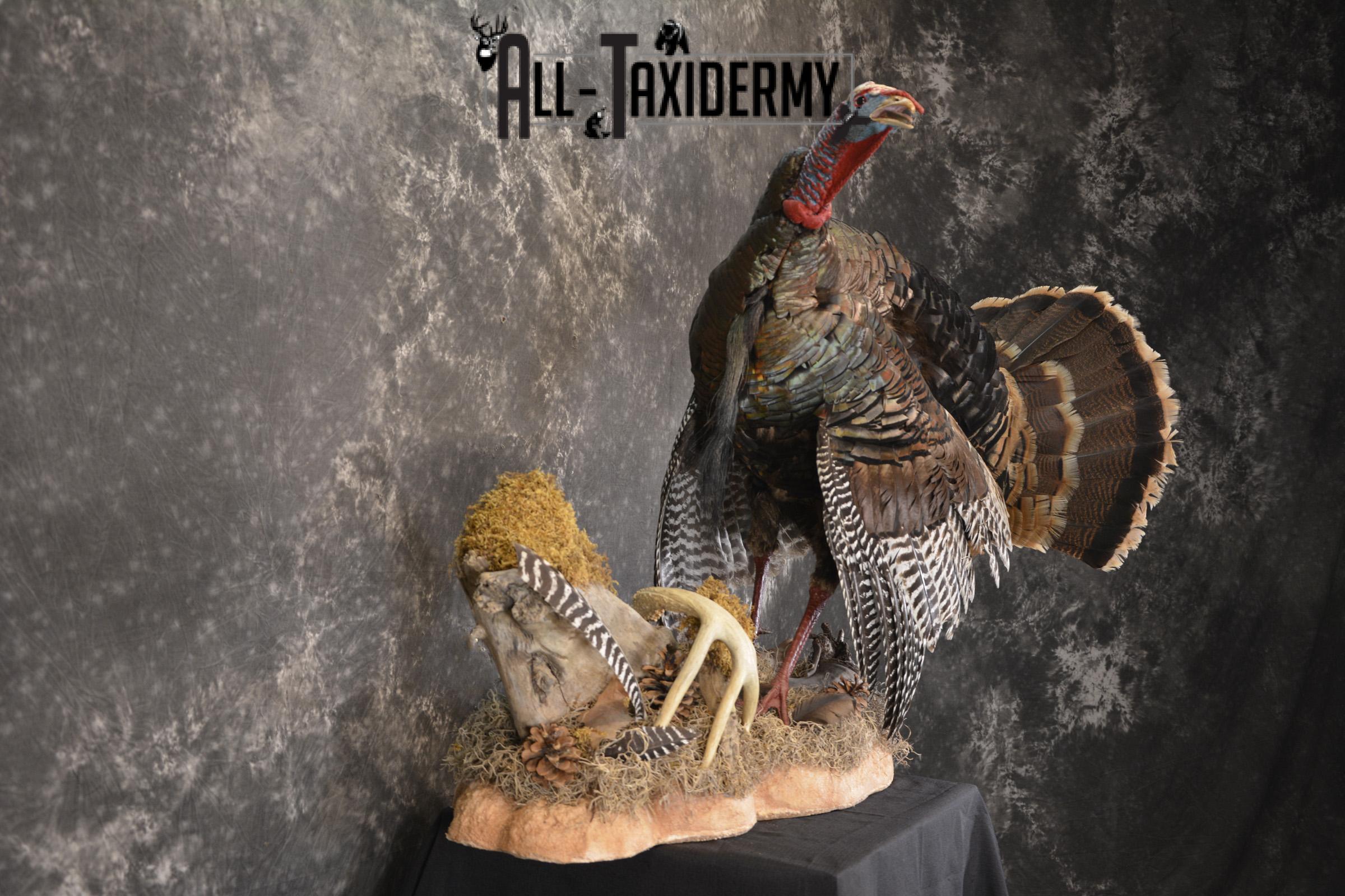 Eastern turkey full body taxidermy mount for sale * SKU 2079 - Image 8