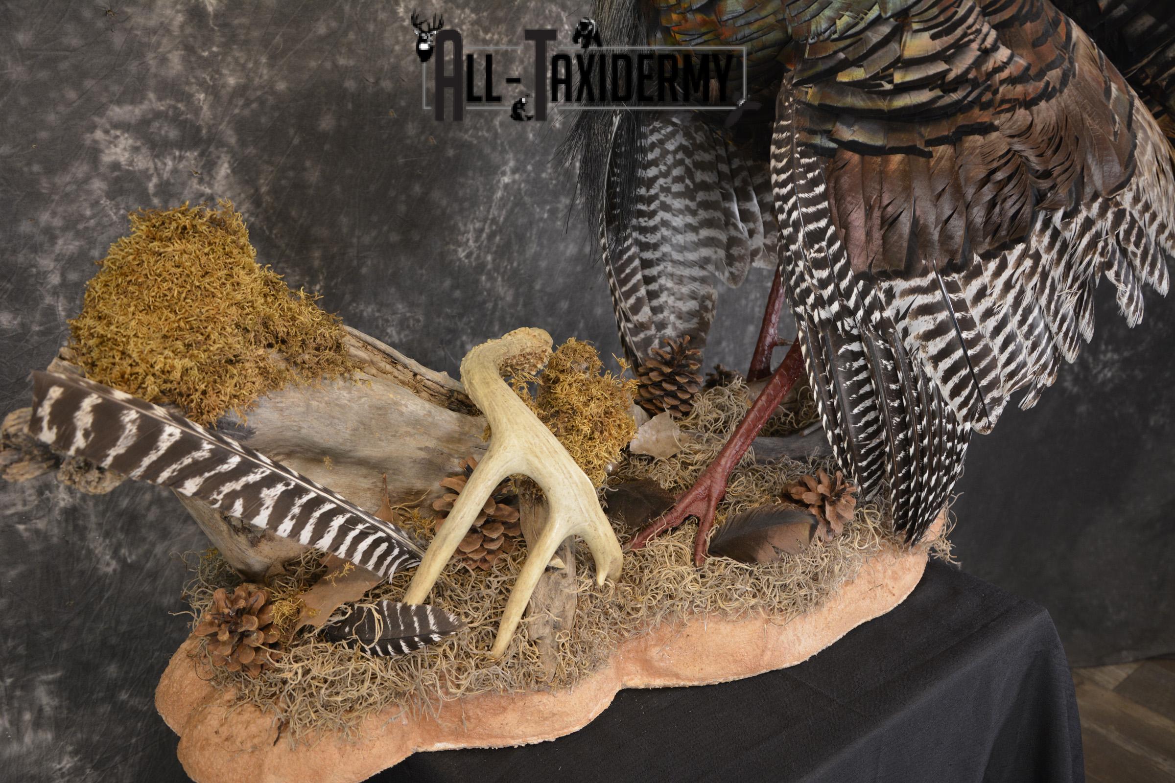 Eastern turkey full body taxidermy mount for sale * SKU 2079 - Image 7