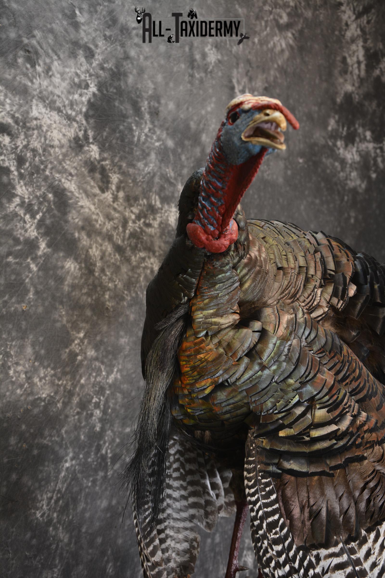 Eastern turkey full body taxidermy mount for sale * SKU 2079 - Image 6